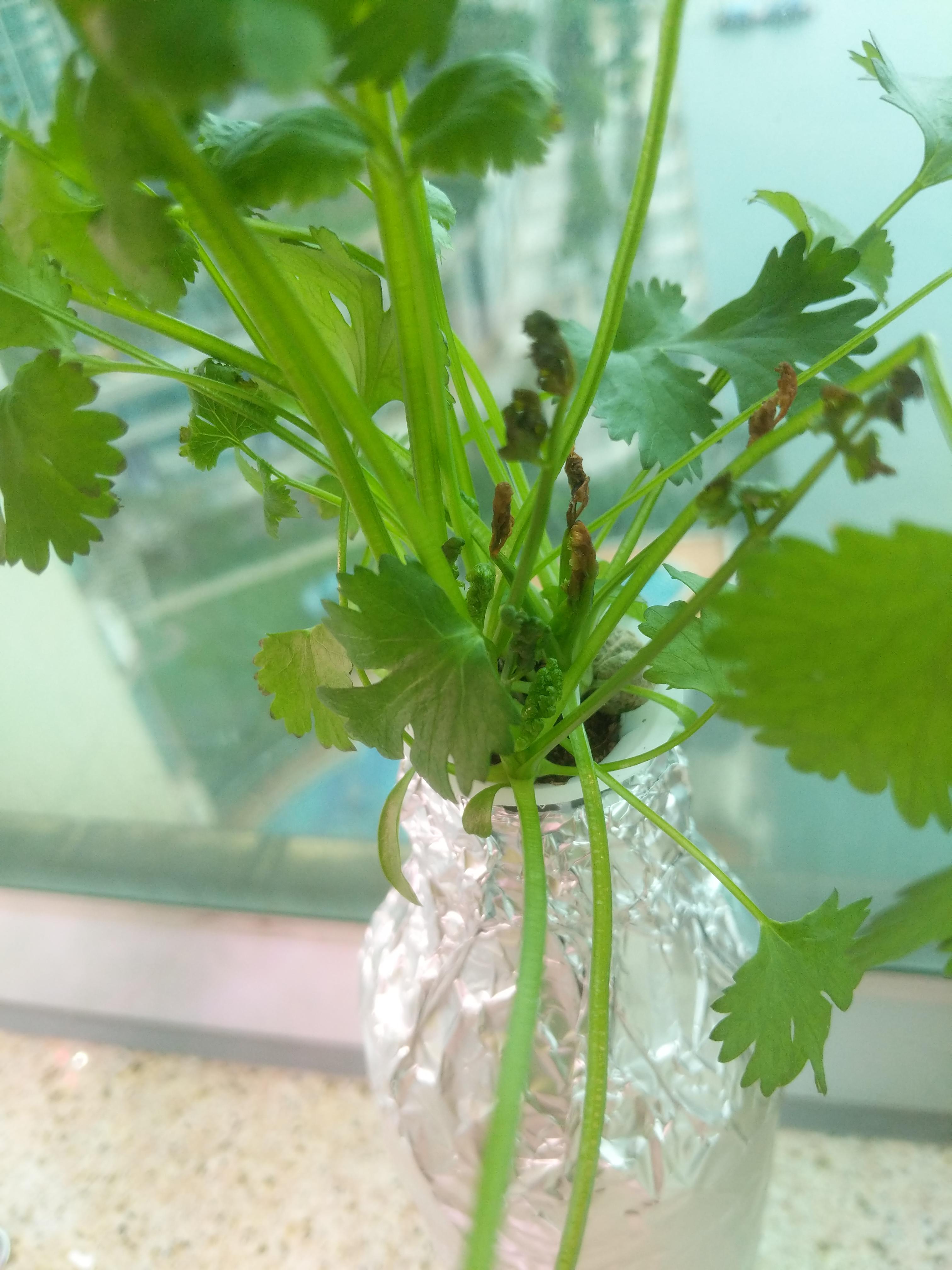 Coriander problem, new growth wet browning and dying. Doesn't look like