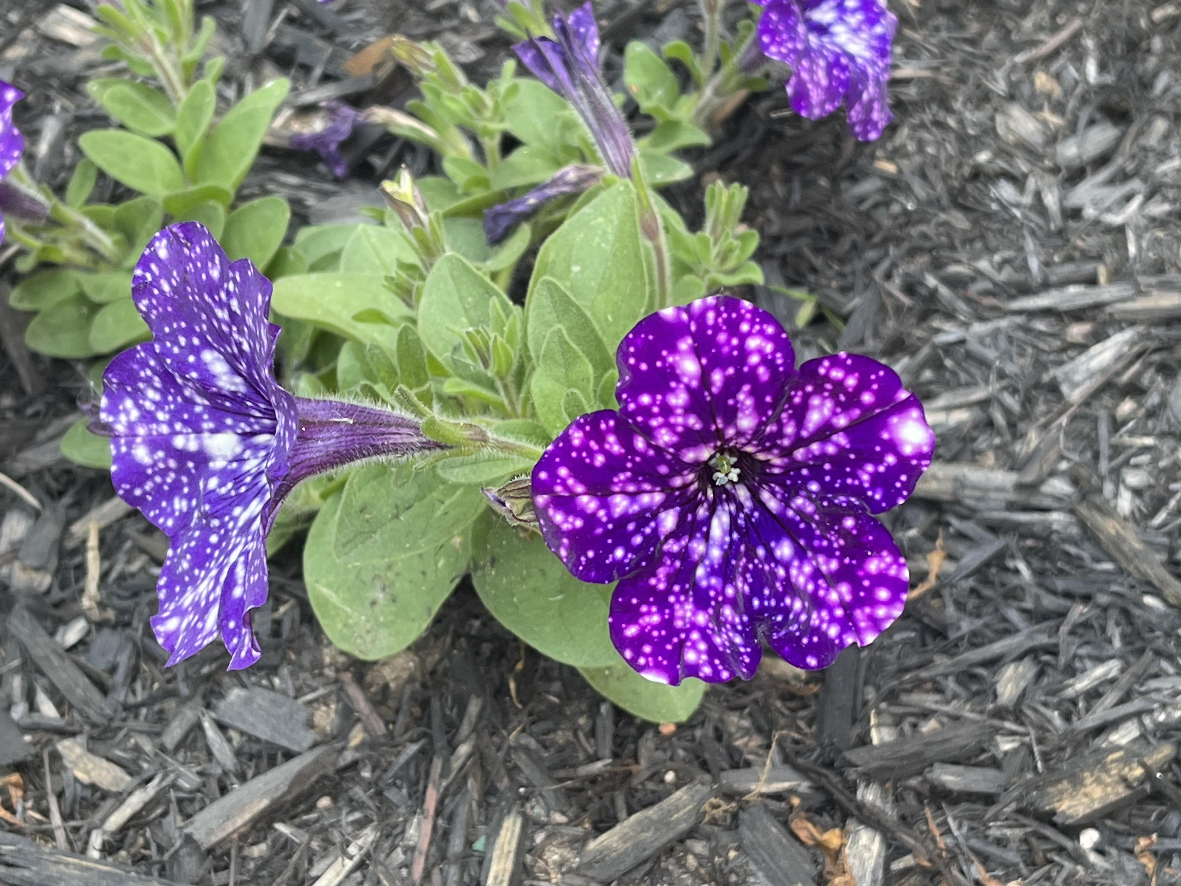 Night sky petunias. r/gardening