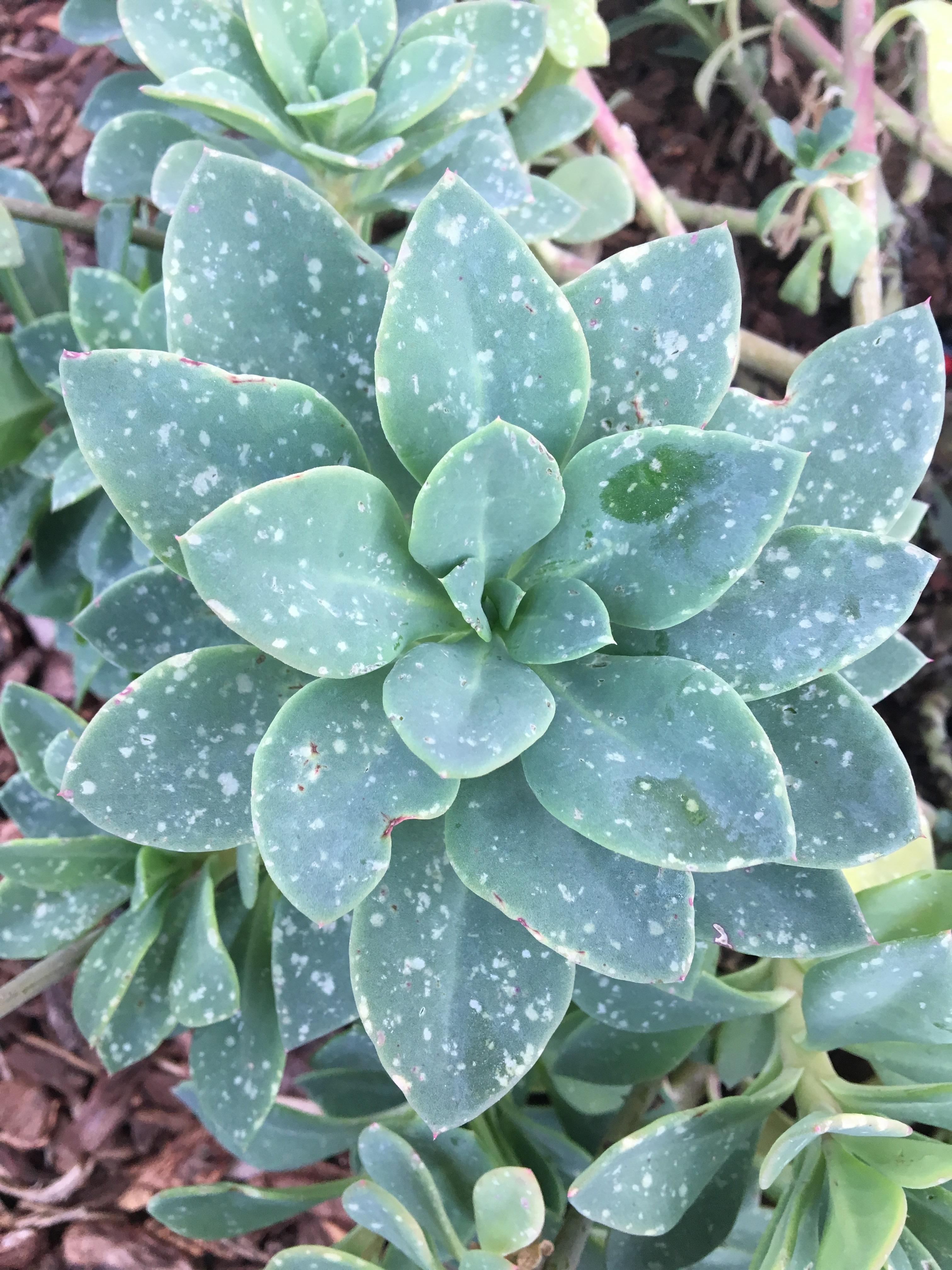 My succulents are all dying, how can I save them? The white spots