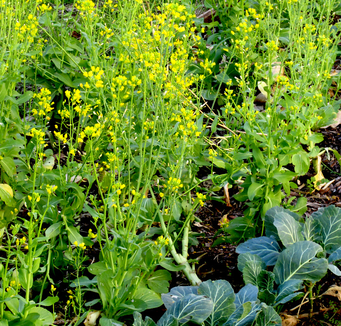 Bolted Bok Choy in southwestern Texas, the yellow flowers attracting