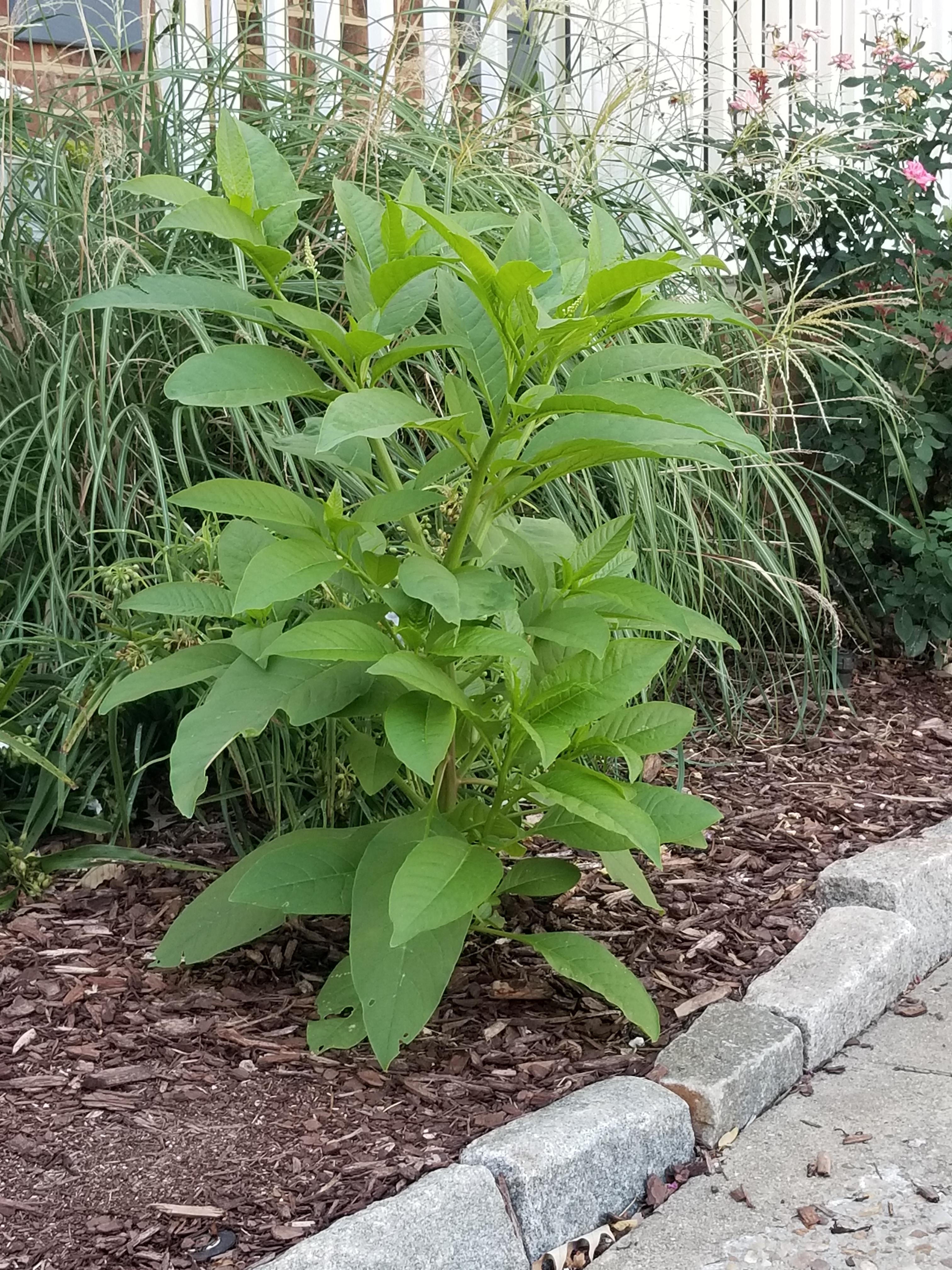 Fast growing tall weed in Virginia r/PlantIdentification