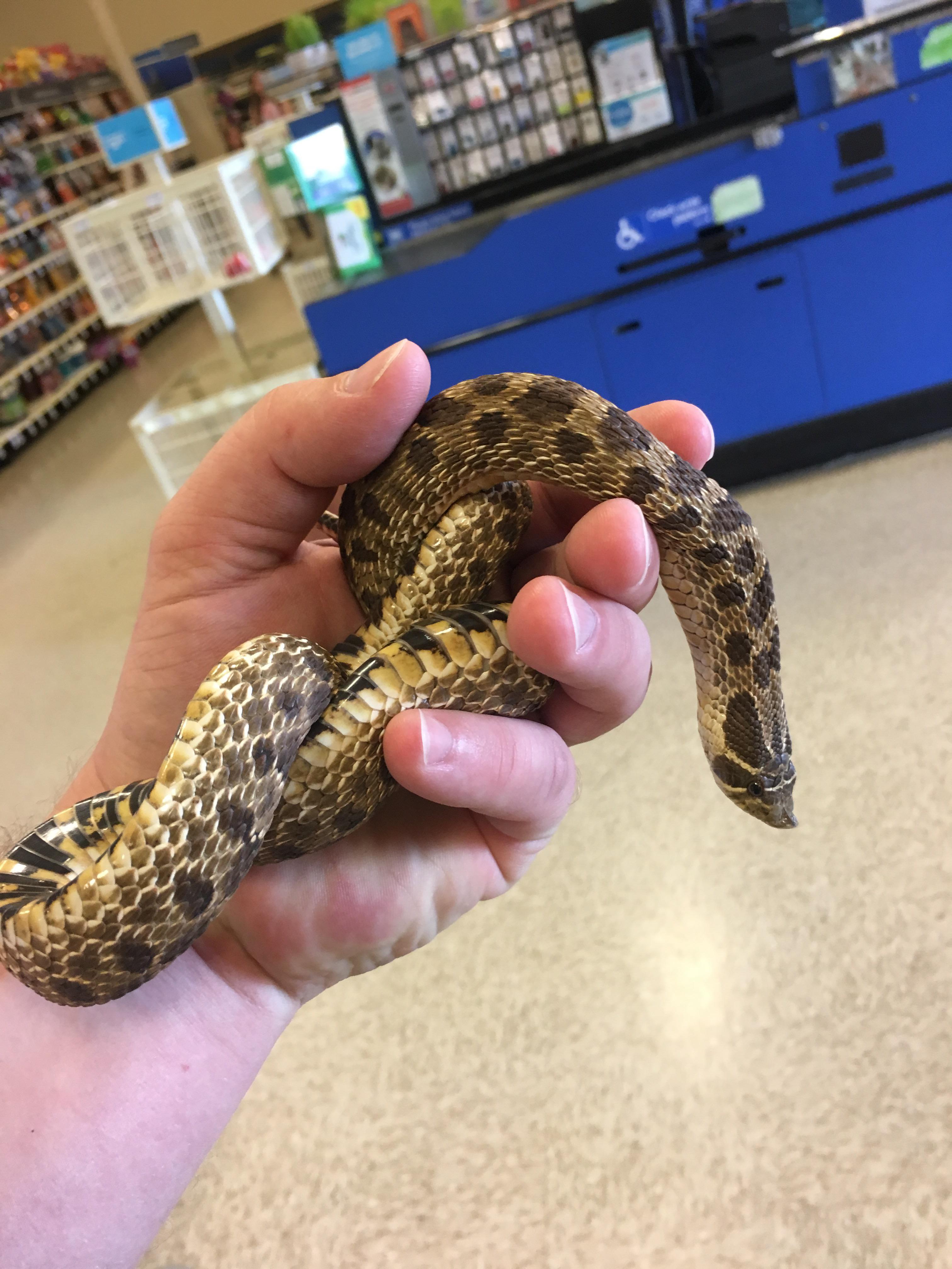 Petsmart Snakes