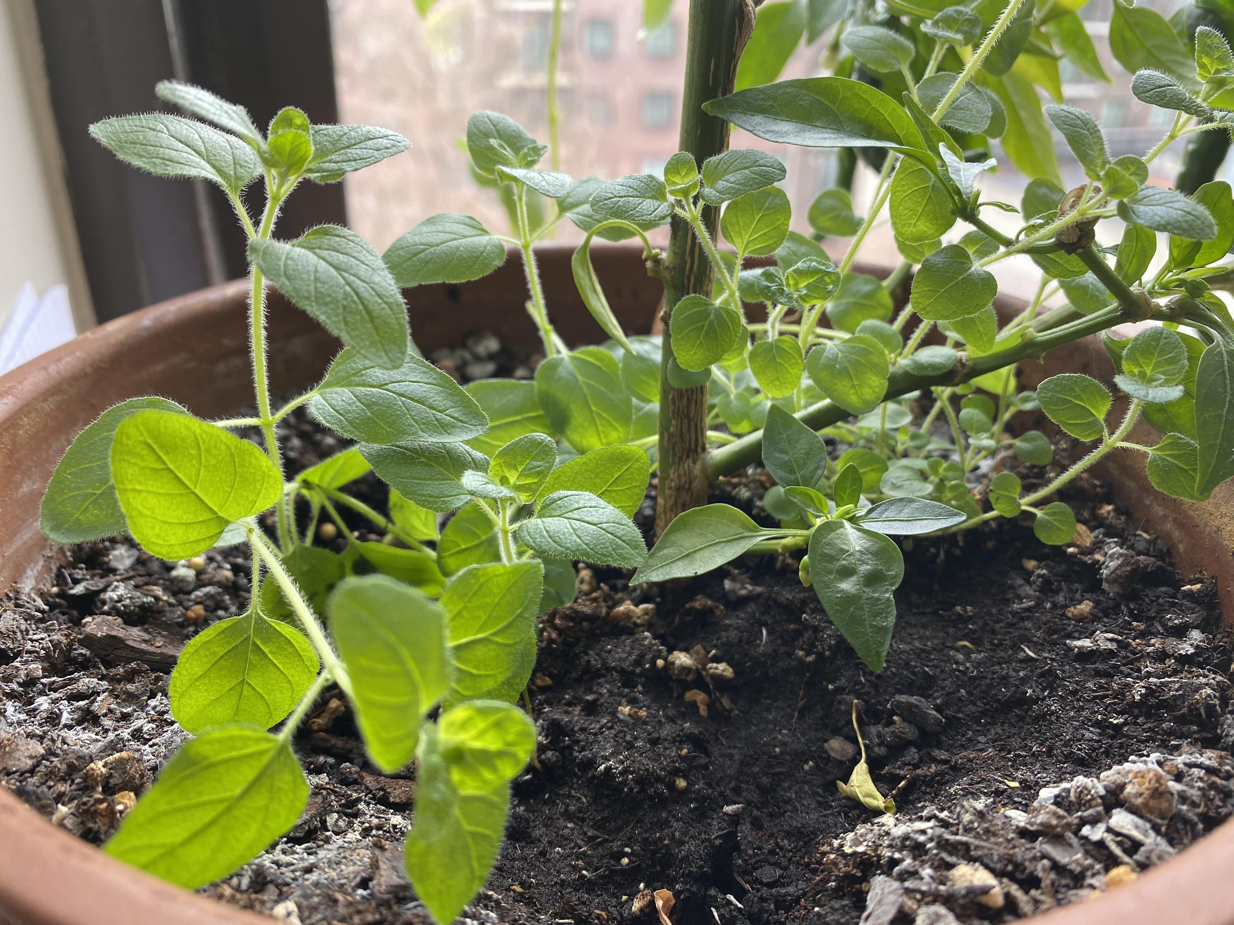 This suddenly sprouted from the pot of our cayenne pepper plant. Is it