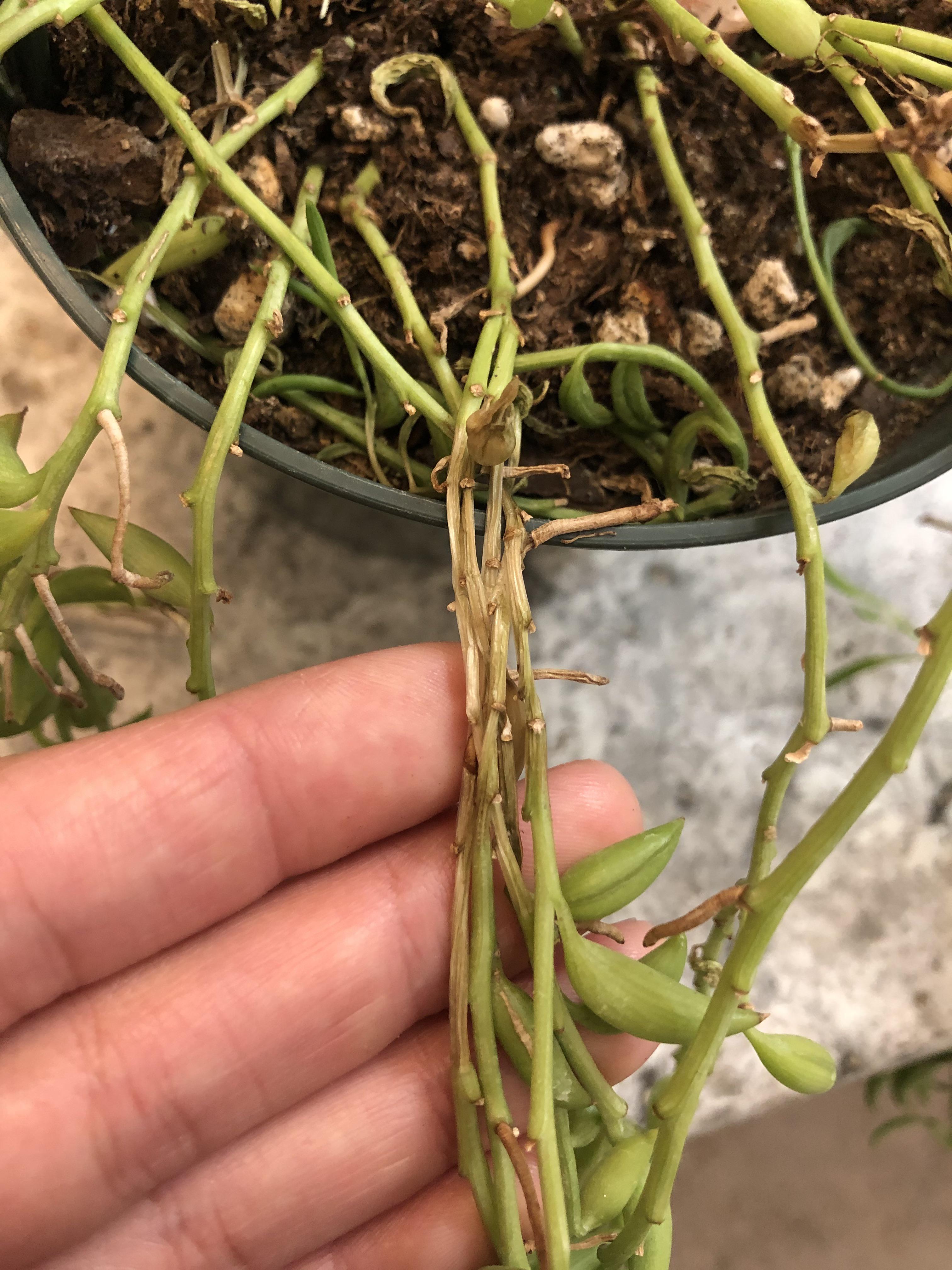 DEVASTATED... my favorite String of bananas has some long vines that