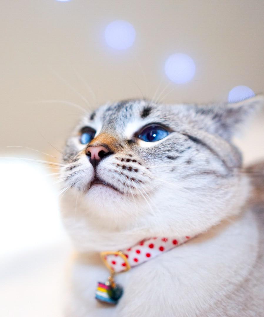 PsBattle Cat with flat ears