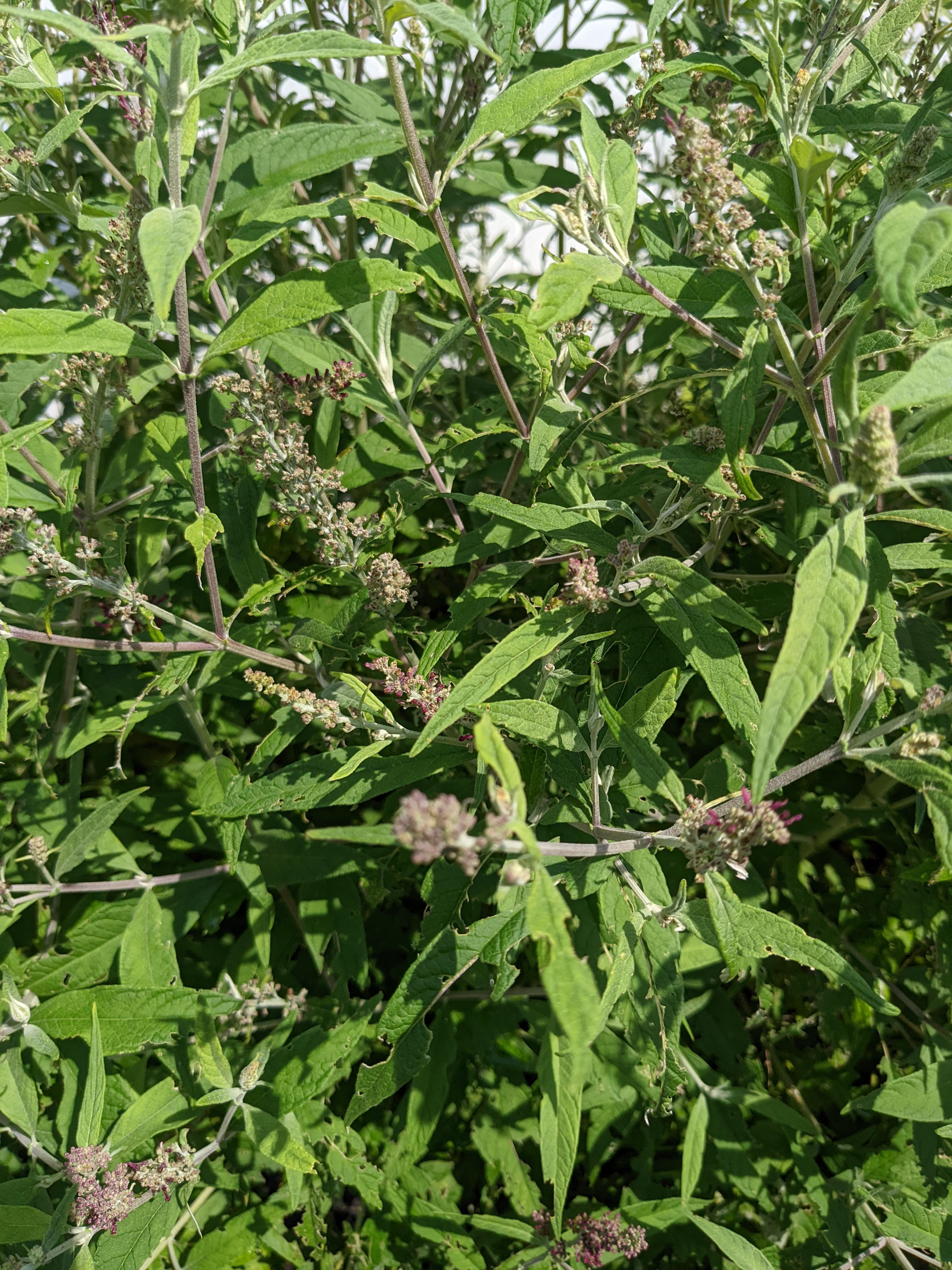 what's wrong with my butterfly bush and how do I address it? Horticulture