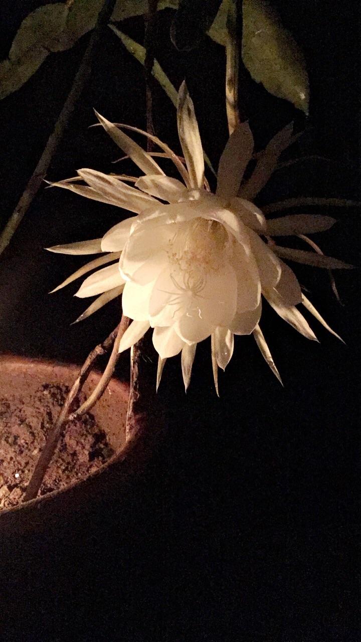 This flower that blooms only at midnight r/gardening