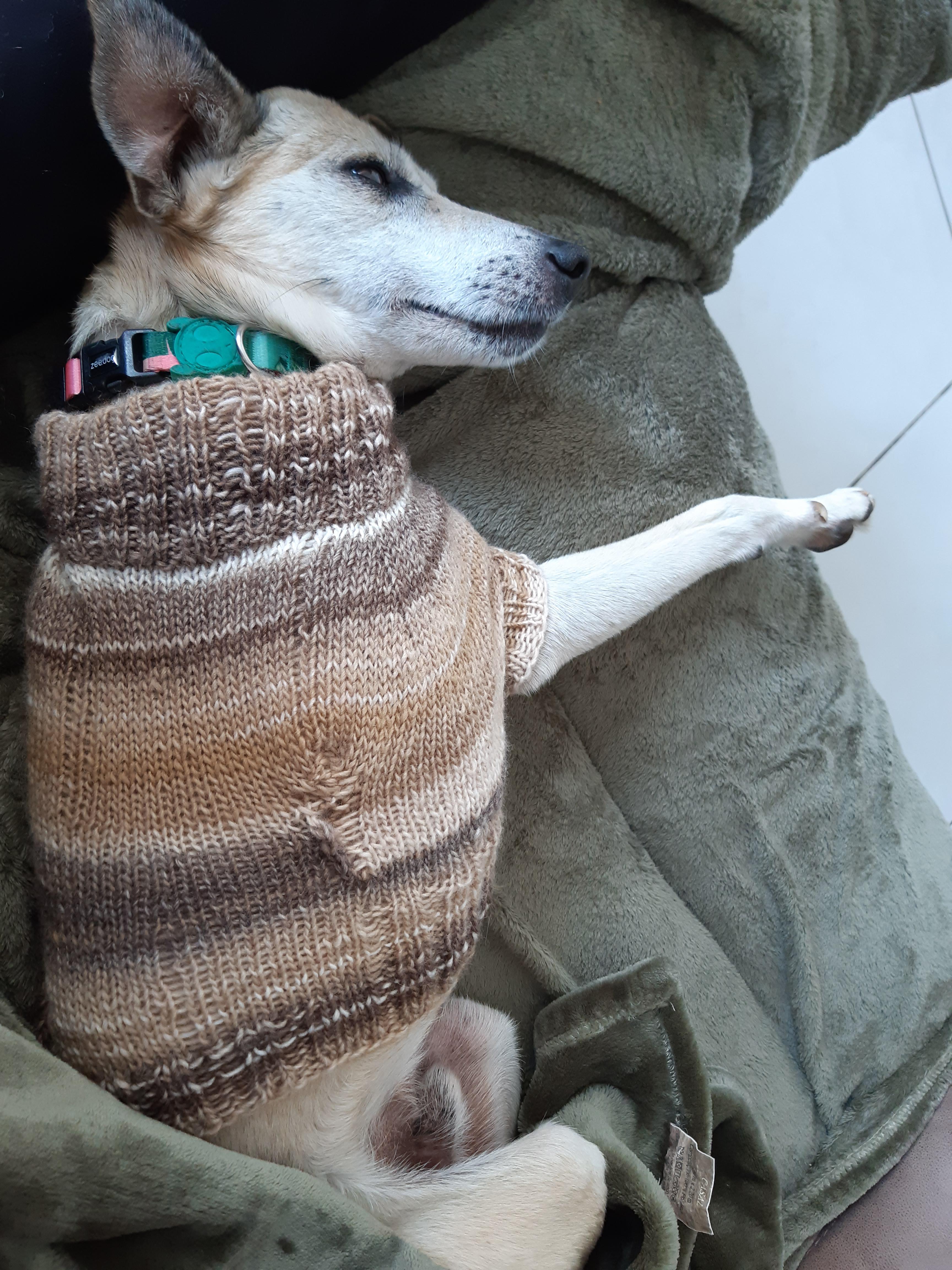 Made a turtleneck sweater for my dog. Now his furniture smells of rich
