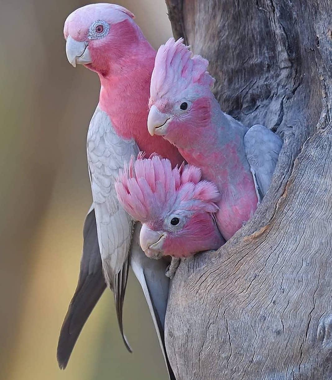 🔥 Pink parrots peeping out from a tree 🔥 r/NatureIsFuckingLit