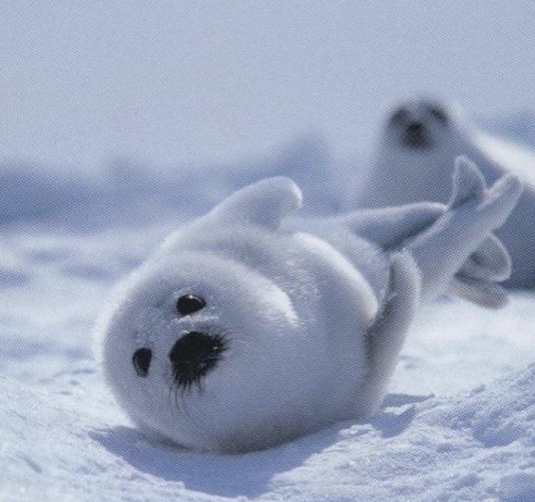 Cute baby snow seal r/aww