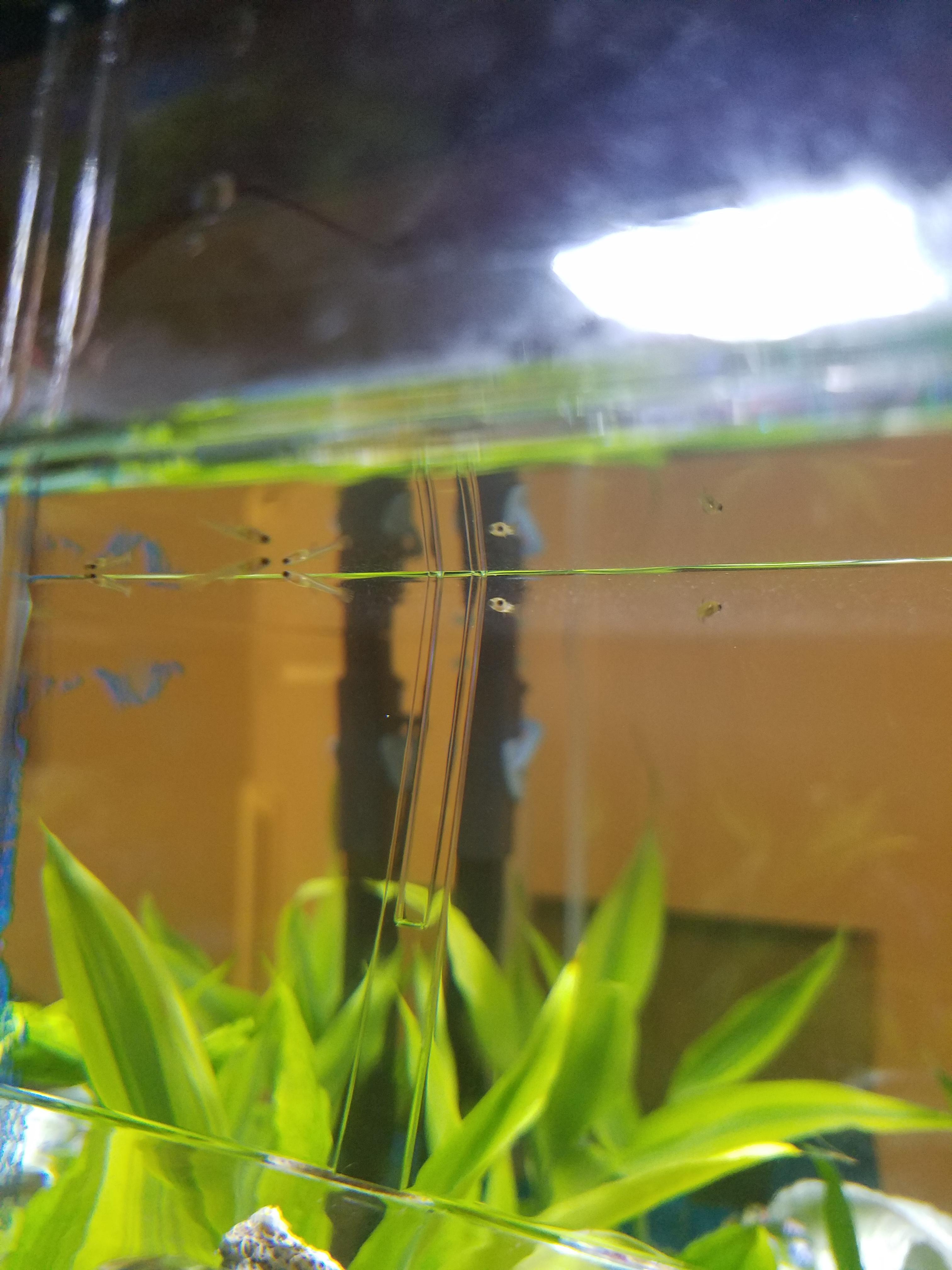 My first guppy fry! r/Aquariums