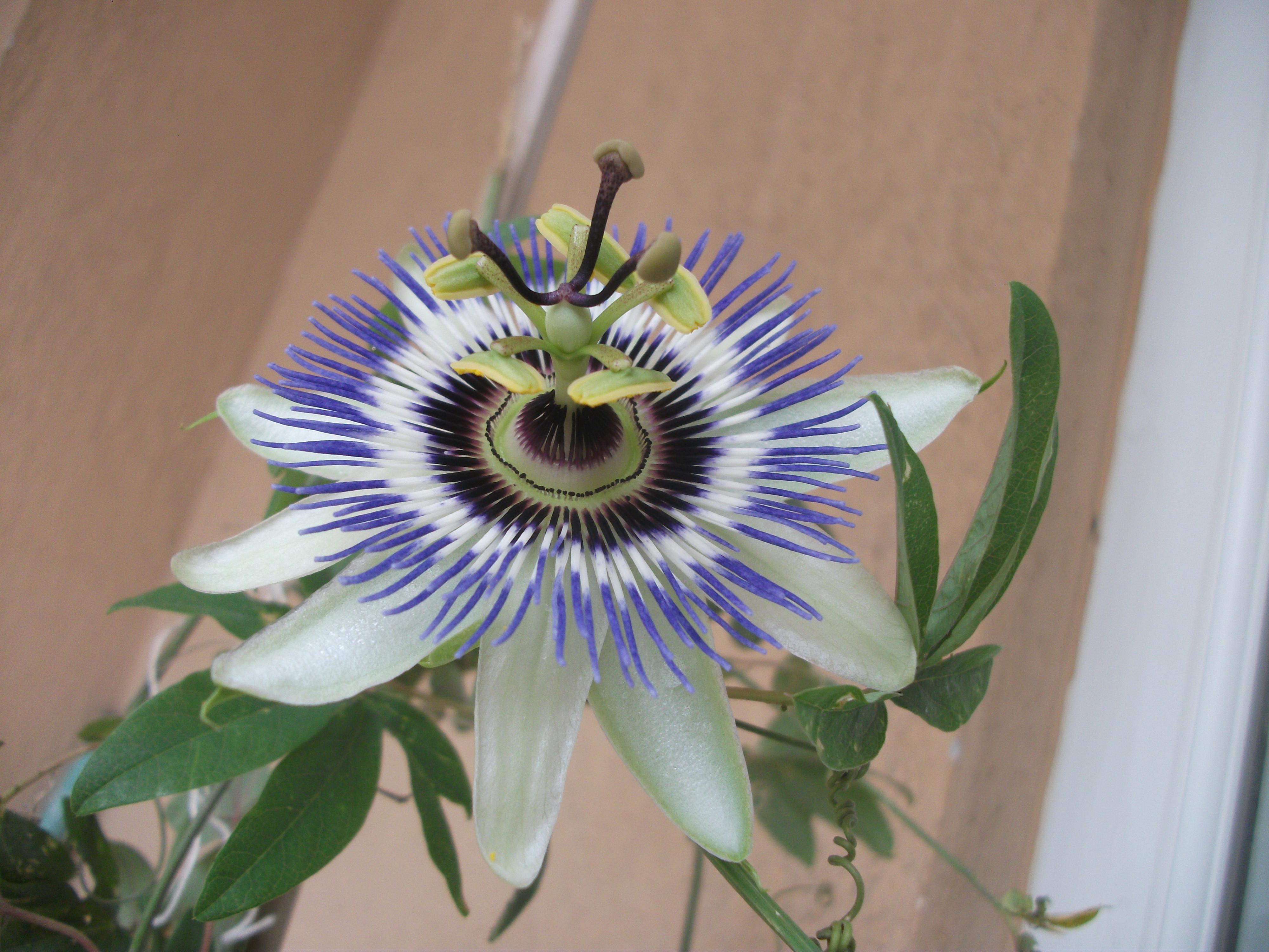 Bloomed one hour ago. I think it's one of the most beautiful flowers