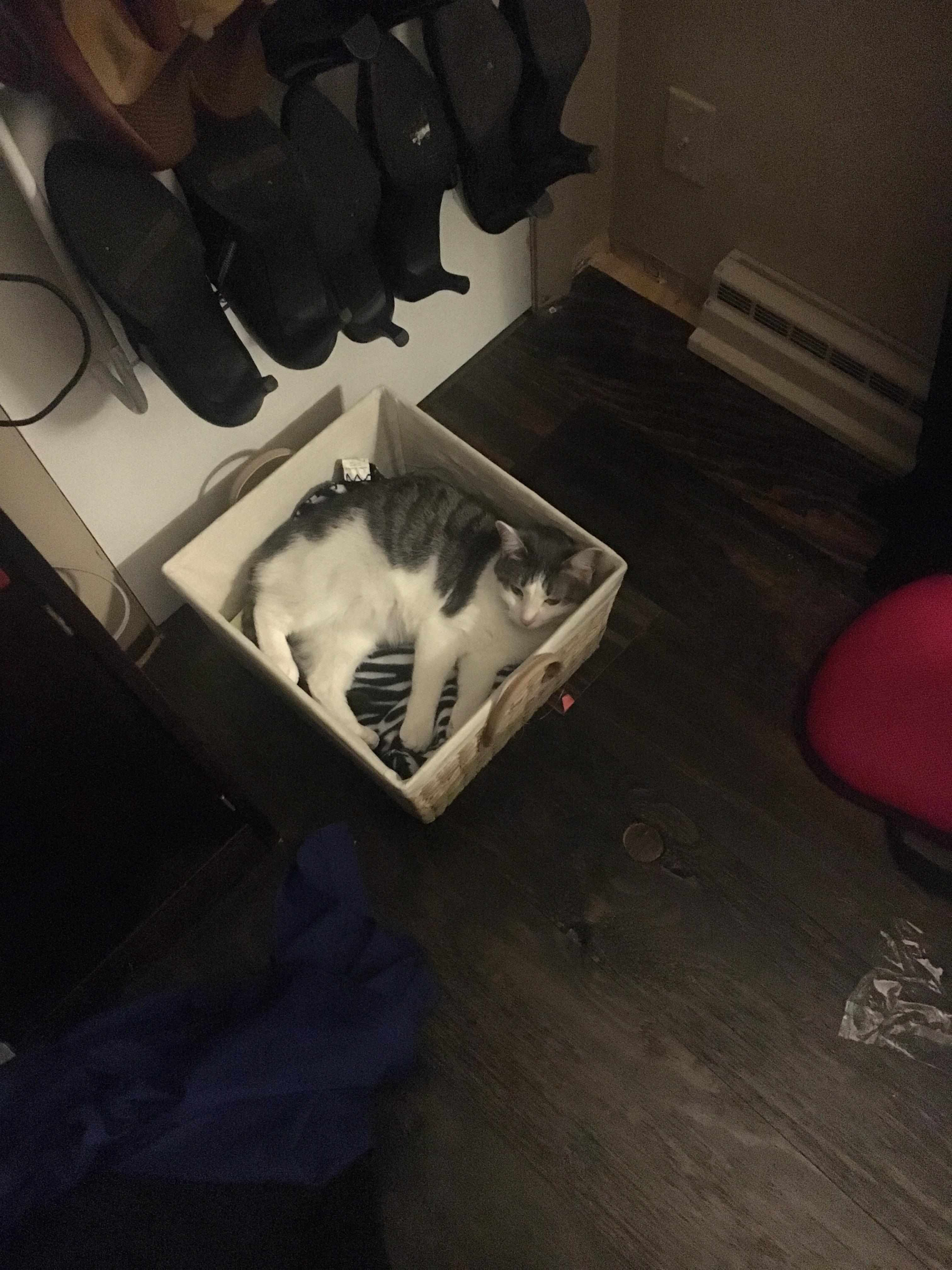 My girlfriend’s roommate’s cat found her spot! r/cats