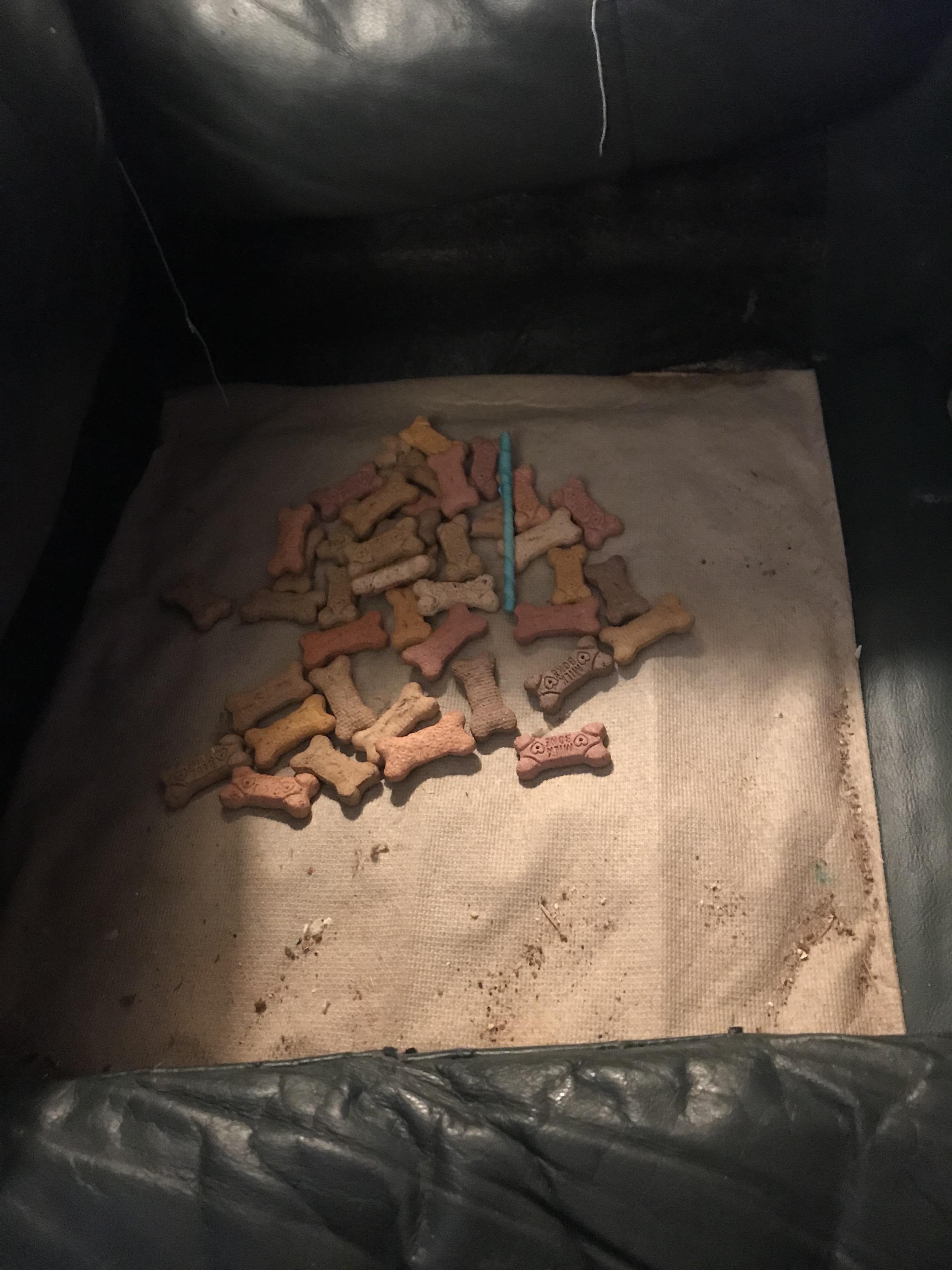 Lifted up the couch cushion found my dogs hiding spot r/dogpictures