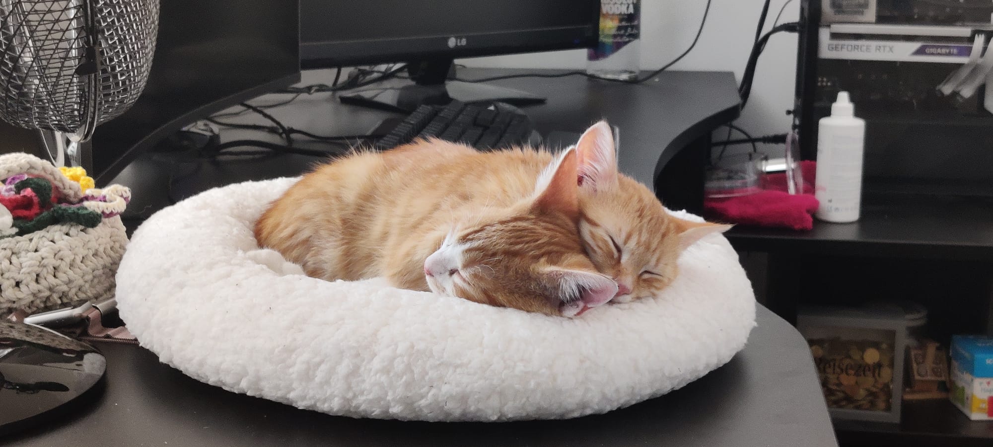 So we have had two cats, while he was super cuddly, the other one hated