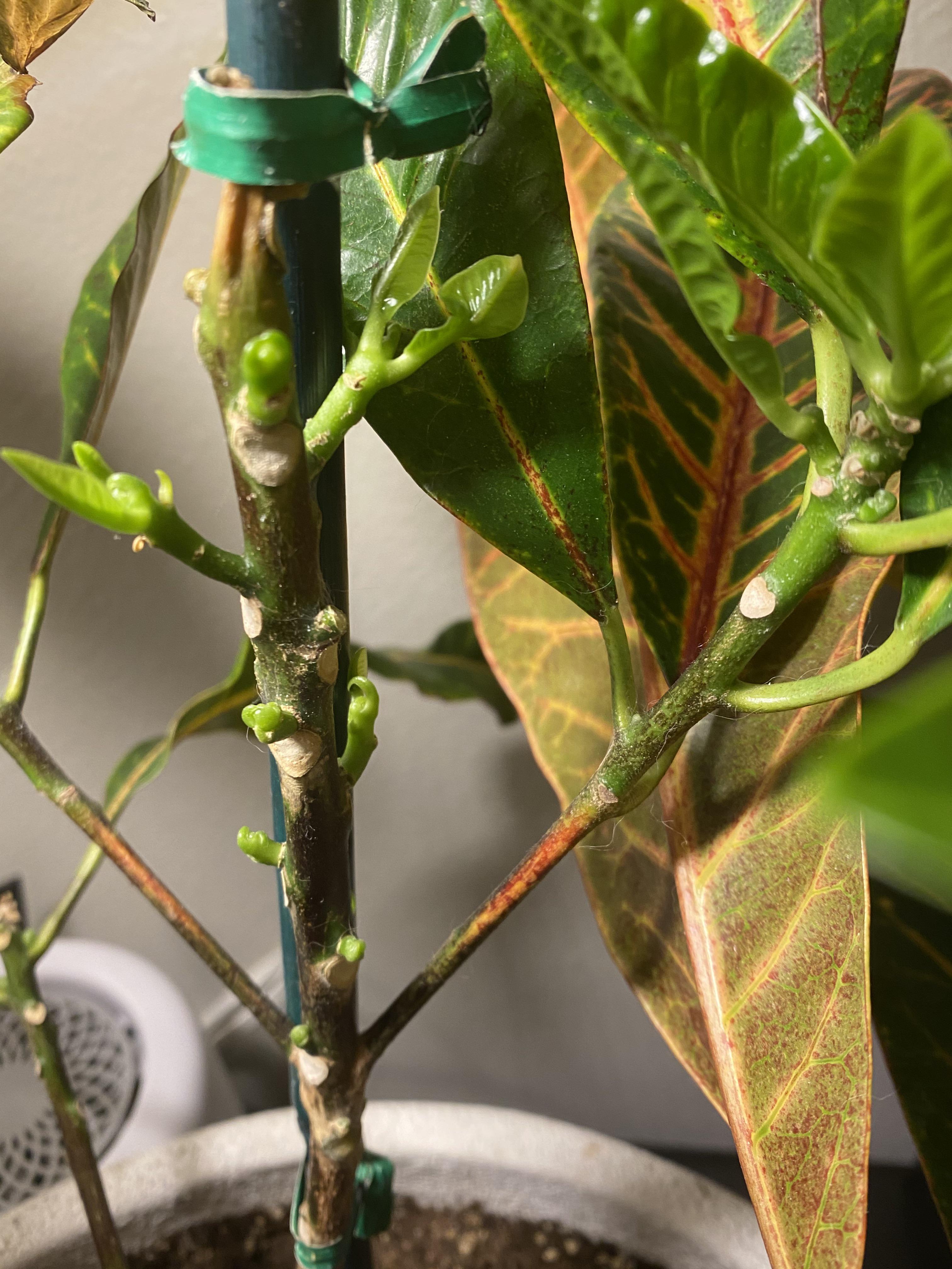 My croton had a bad case of the spider mites, and as a newer plant