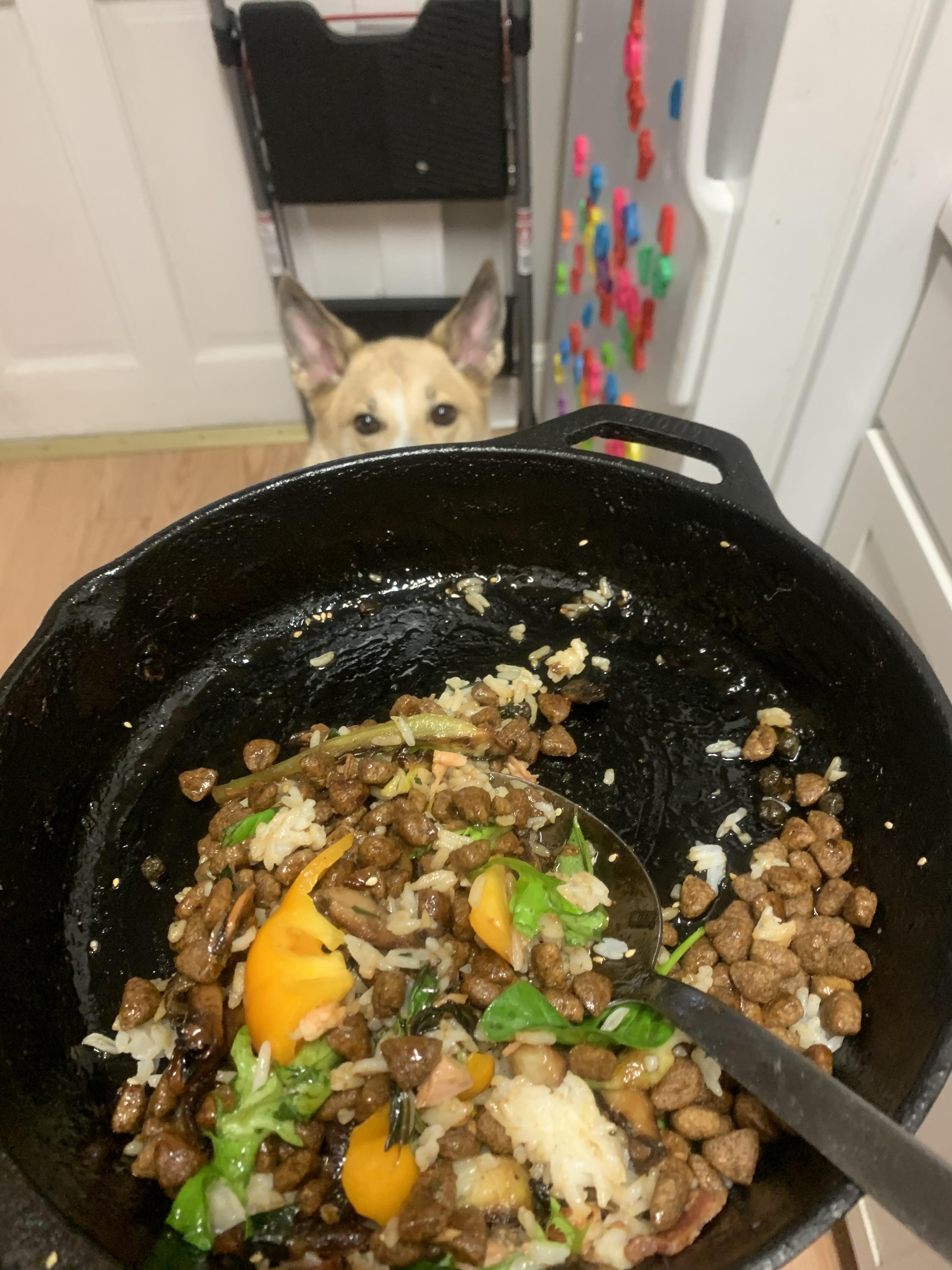 Dog Food Salmon StirFry r/shittyfoodporn