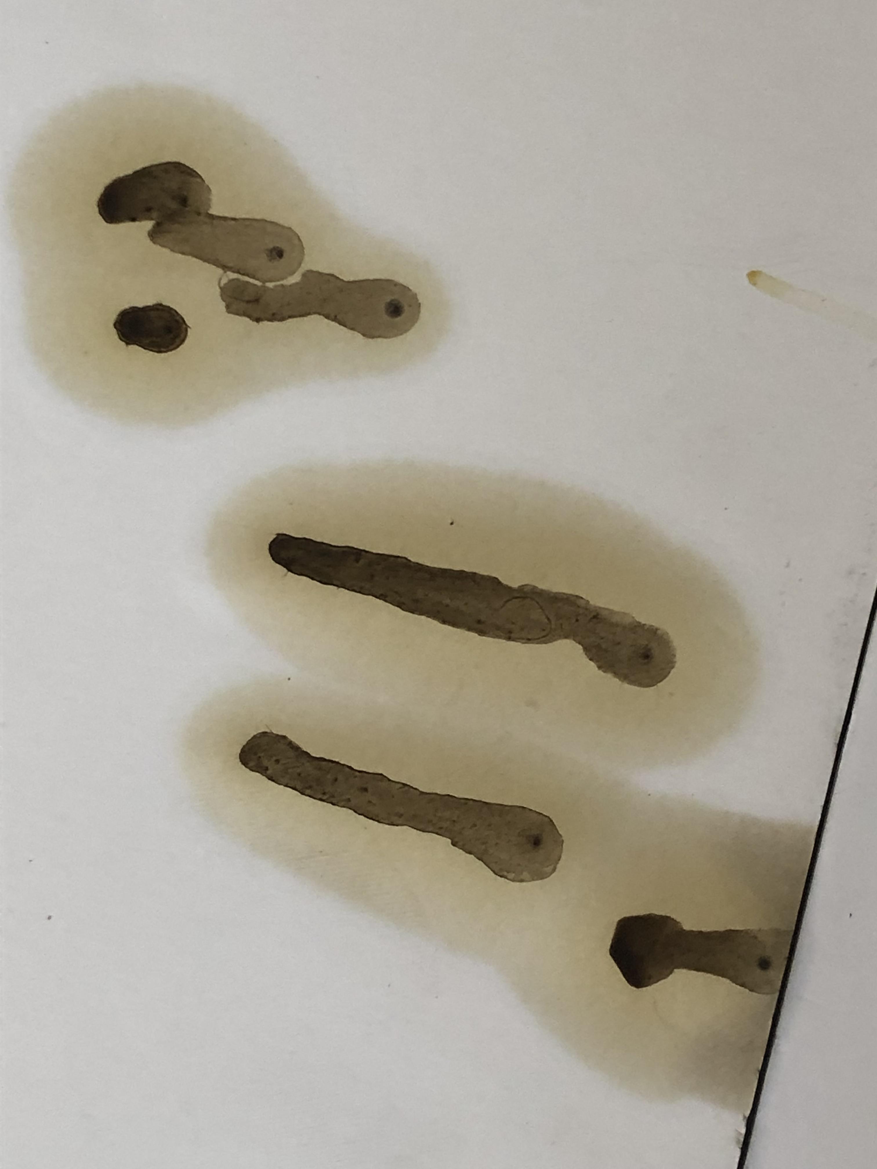 What is this fluid? Leaking from front, passenger side. FYI. Car is