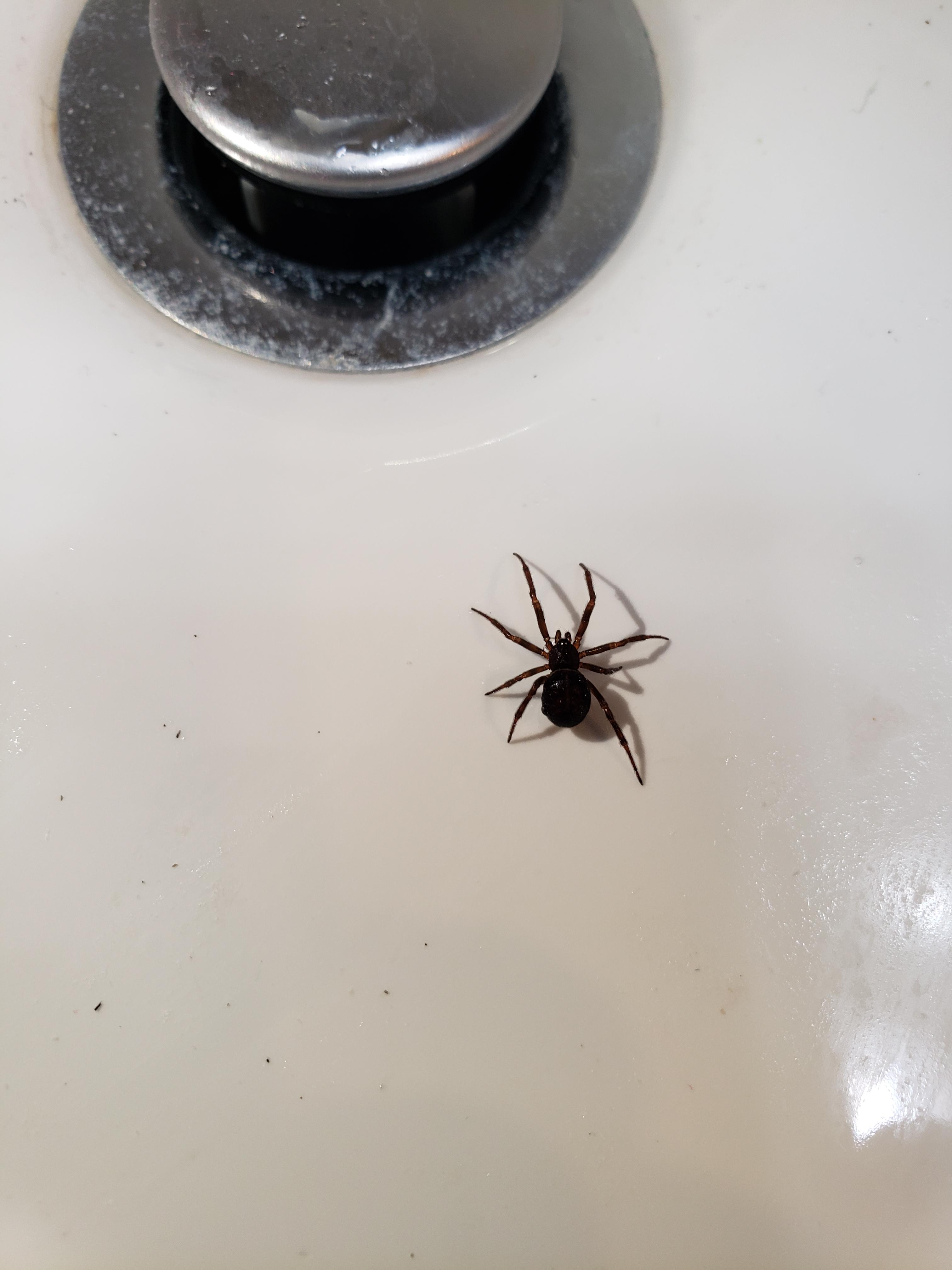 Help with ID. Found in our house in New Hampshire. Brown recluse? r