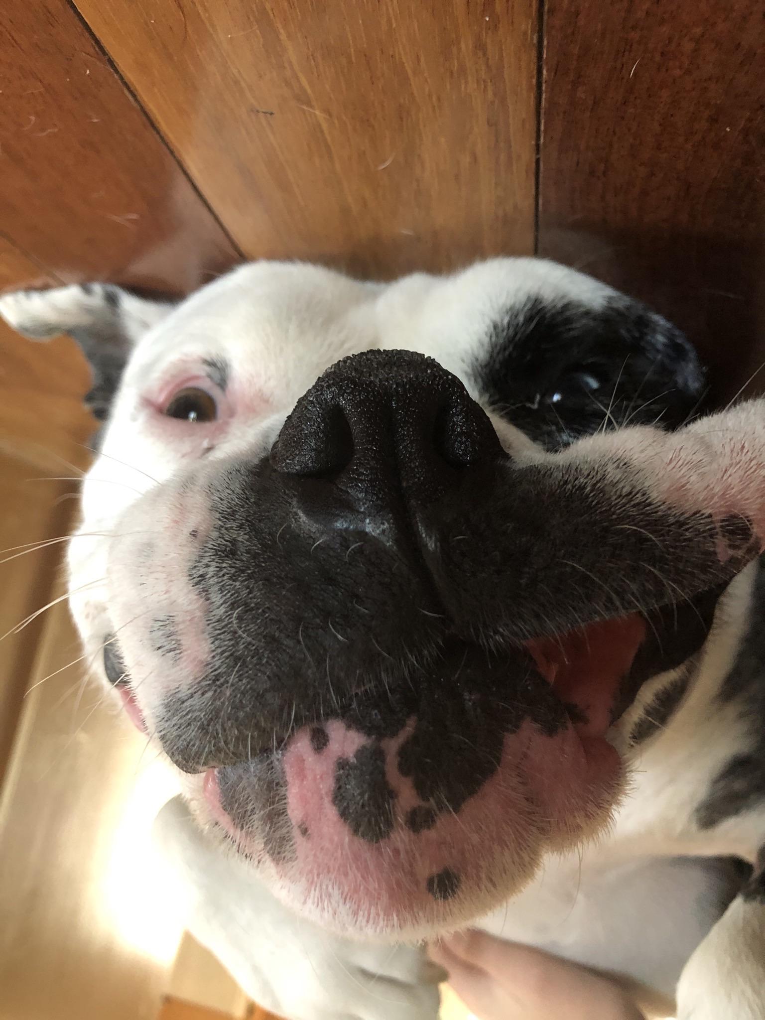 Reddit, meet my dog! r/aww