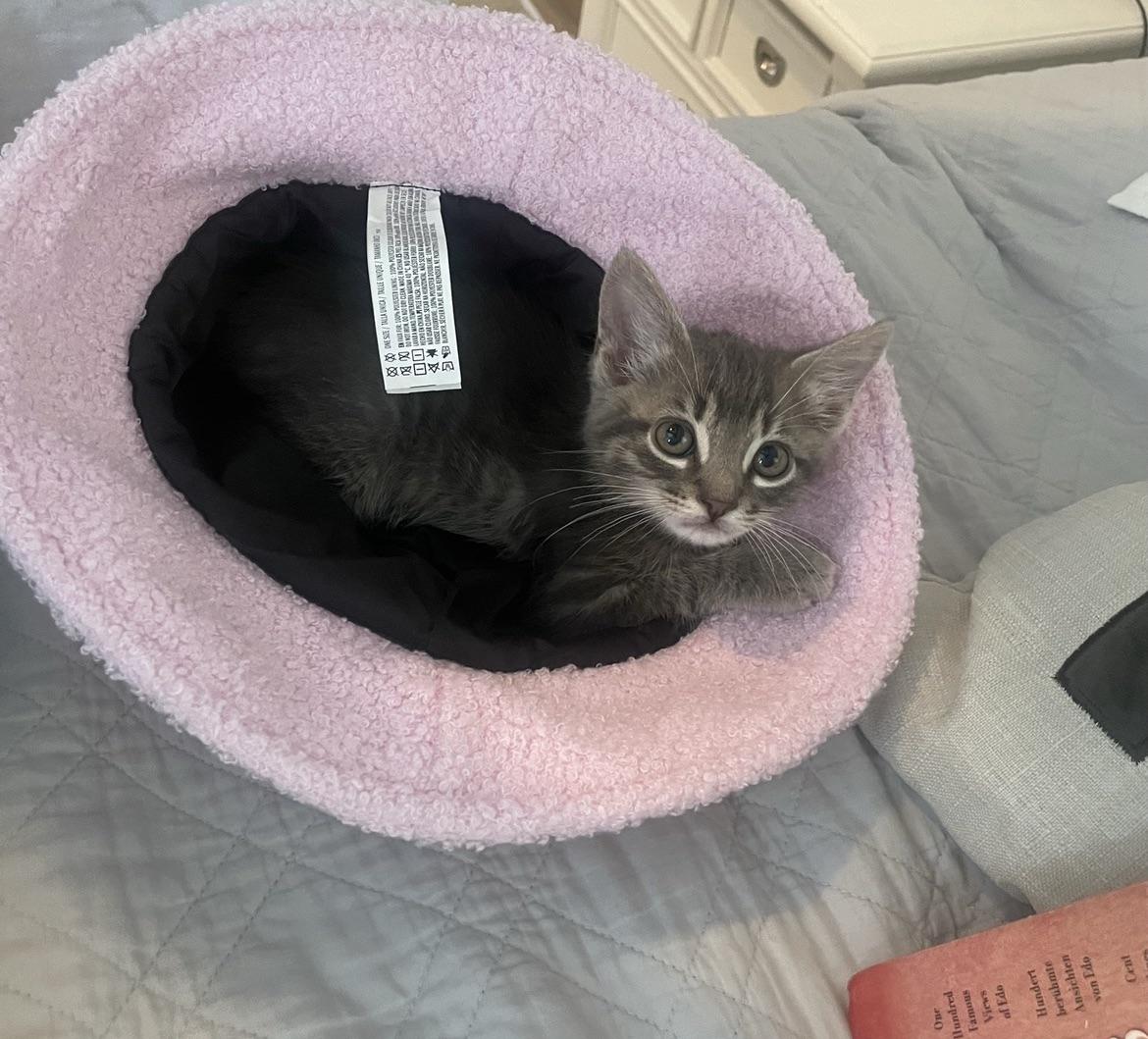 came home today and found my 8 week old kitten asleep in my hat ’) r