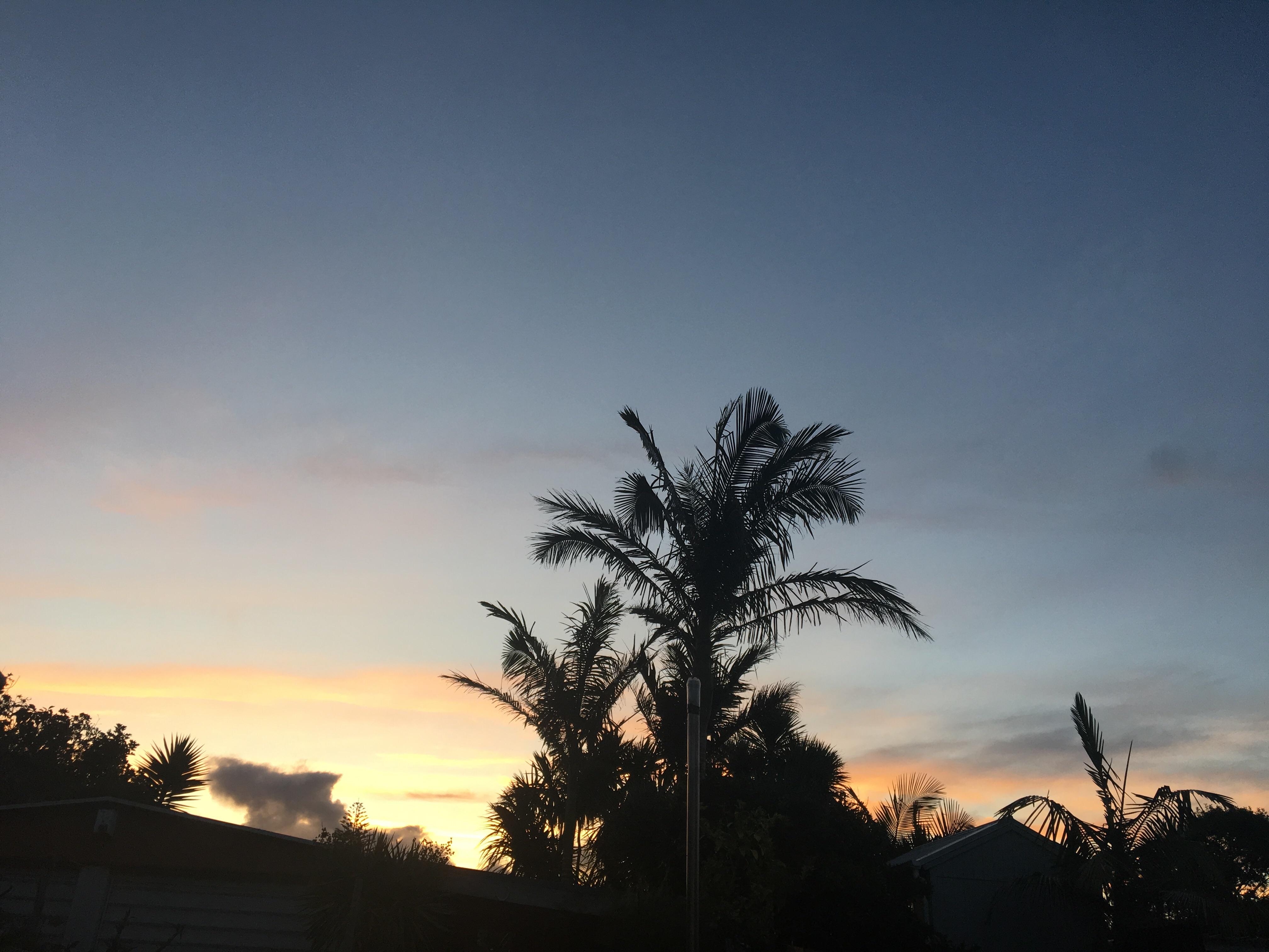 Sunset in Auckland while sitting on the back Jack n Jill seat r/gardening