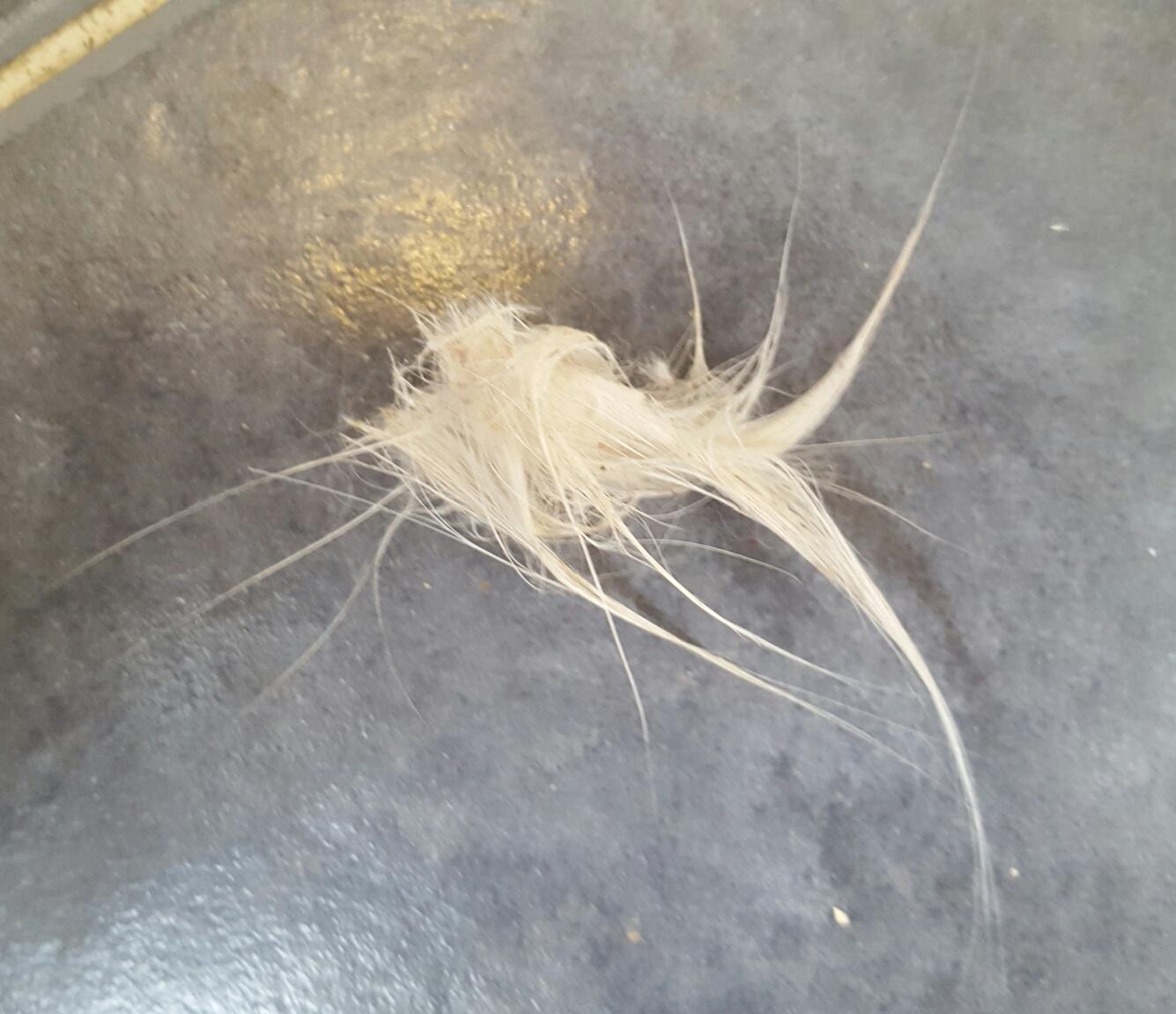 My dog licked a dr seuss fish outta my cat! r/mildlyinteresting