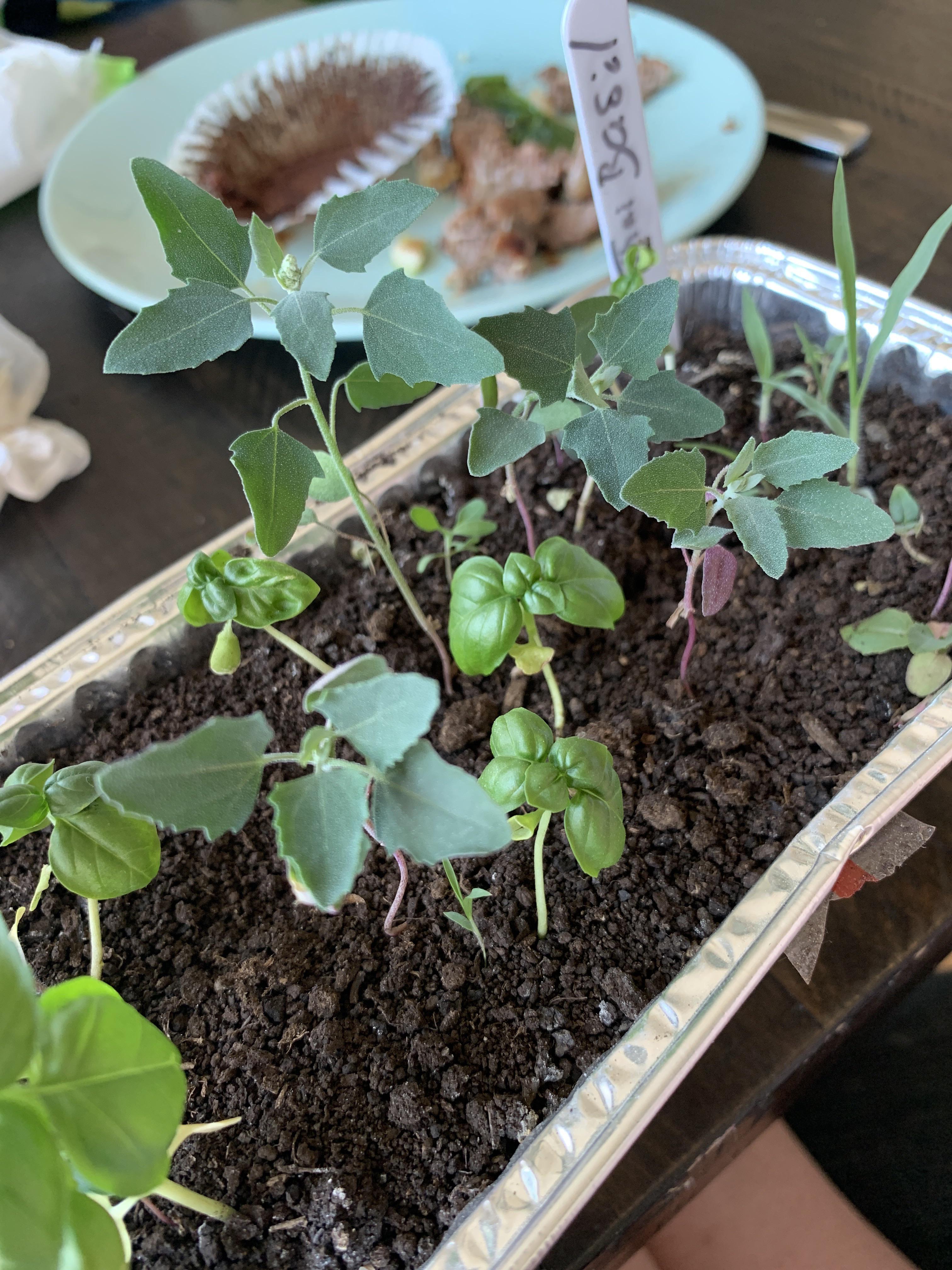 What are these? I bought Thai basil seeds... and it seems regular basil