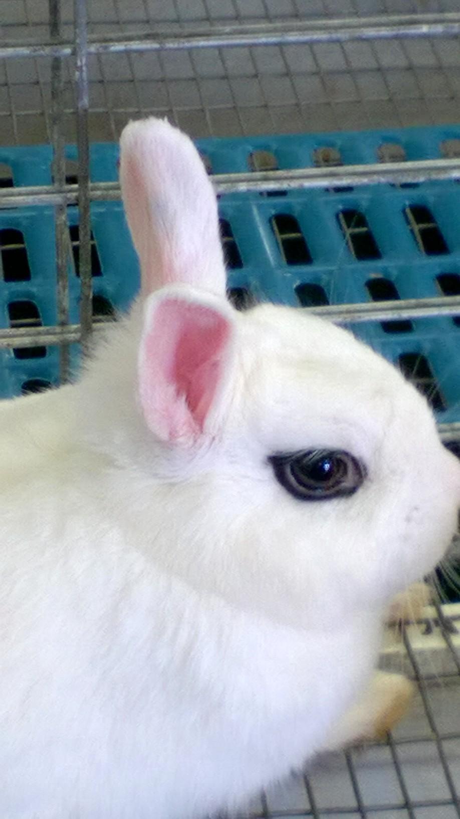 This rabbit has natural eyeliner r/mildlyinteresting
