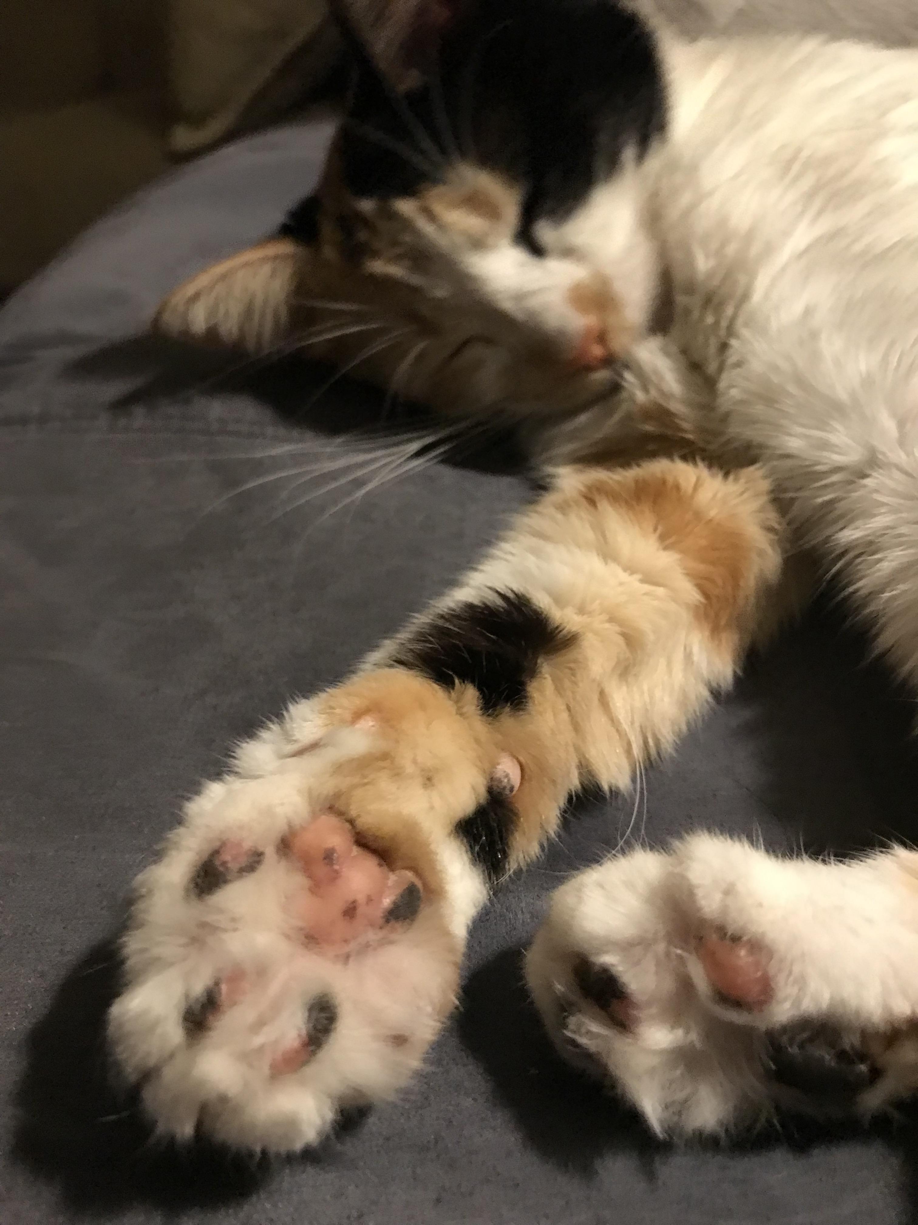 Always find her sleeping on the couch like this r/spreadytoes