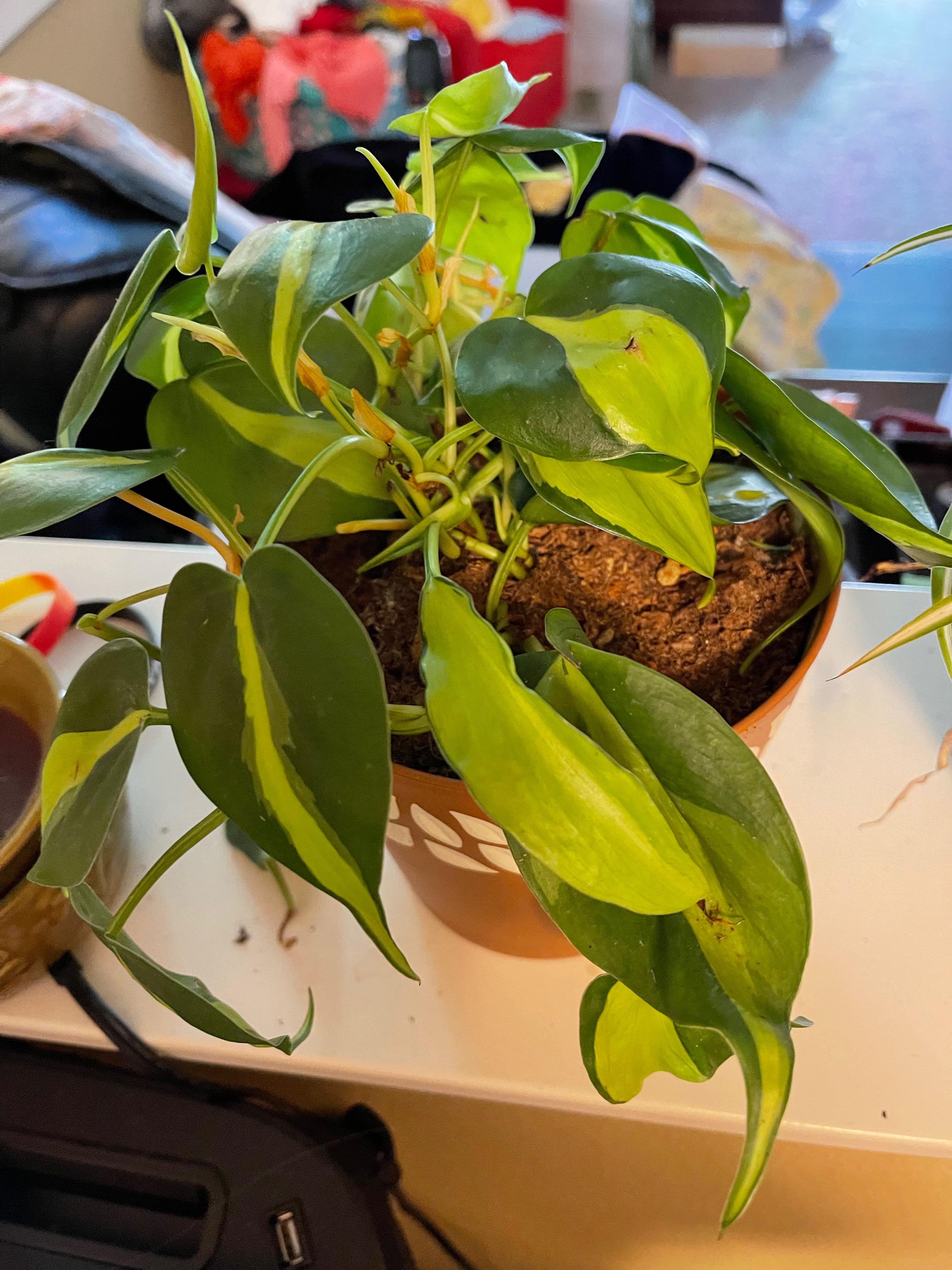 We Finally got rain so I took most of my plants out for fresh rain