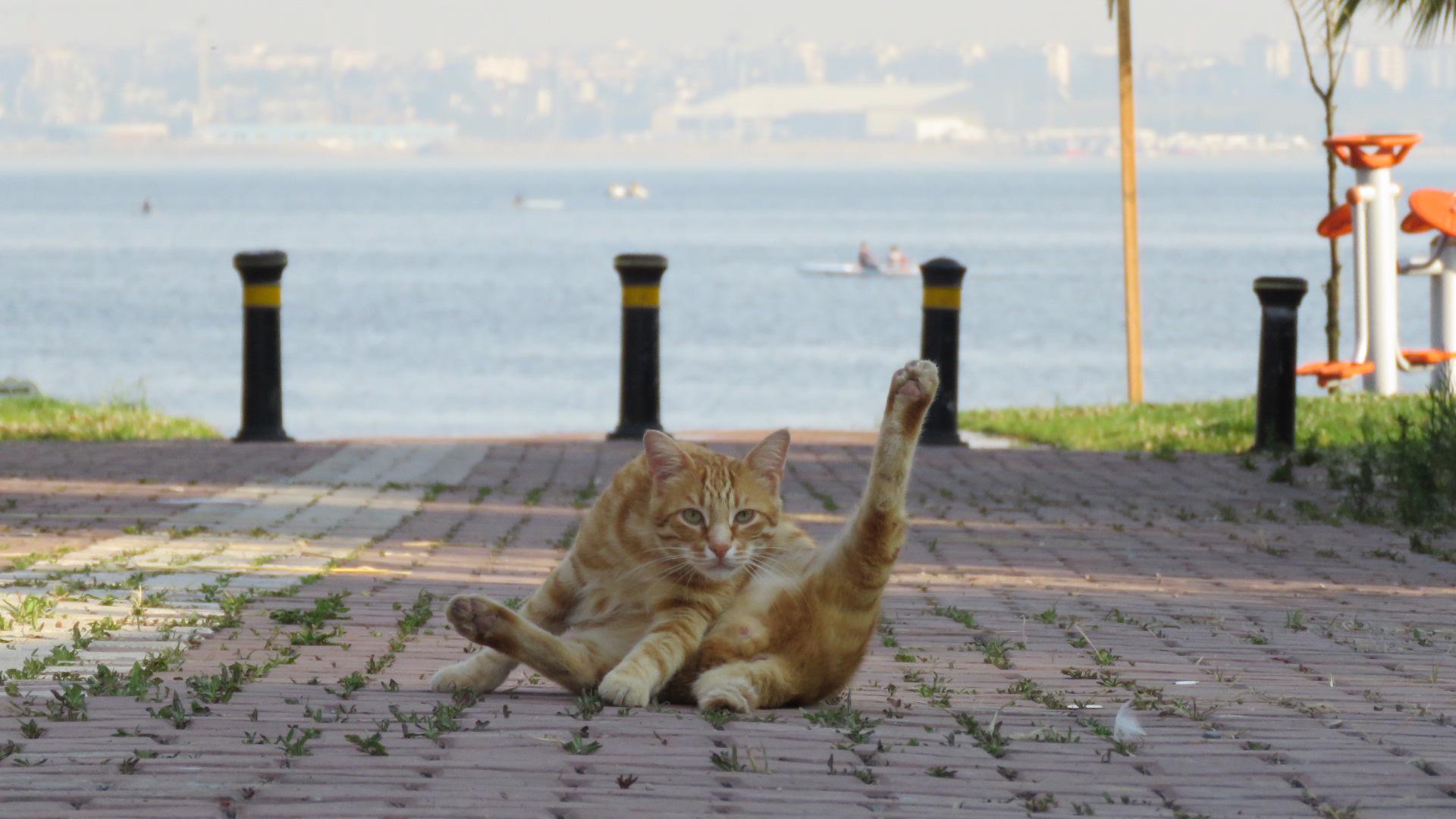 This is my favorite cat pose (interrupted and frozen while licking