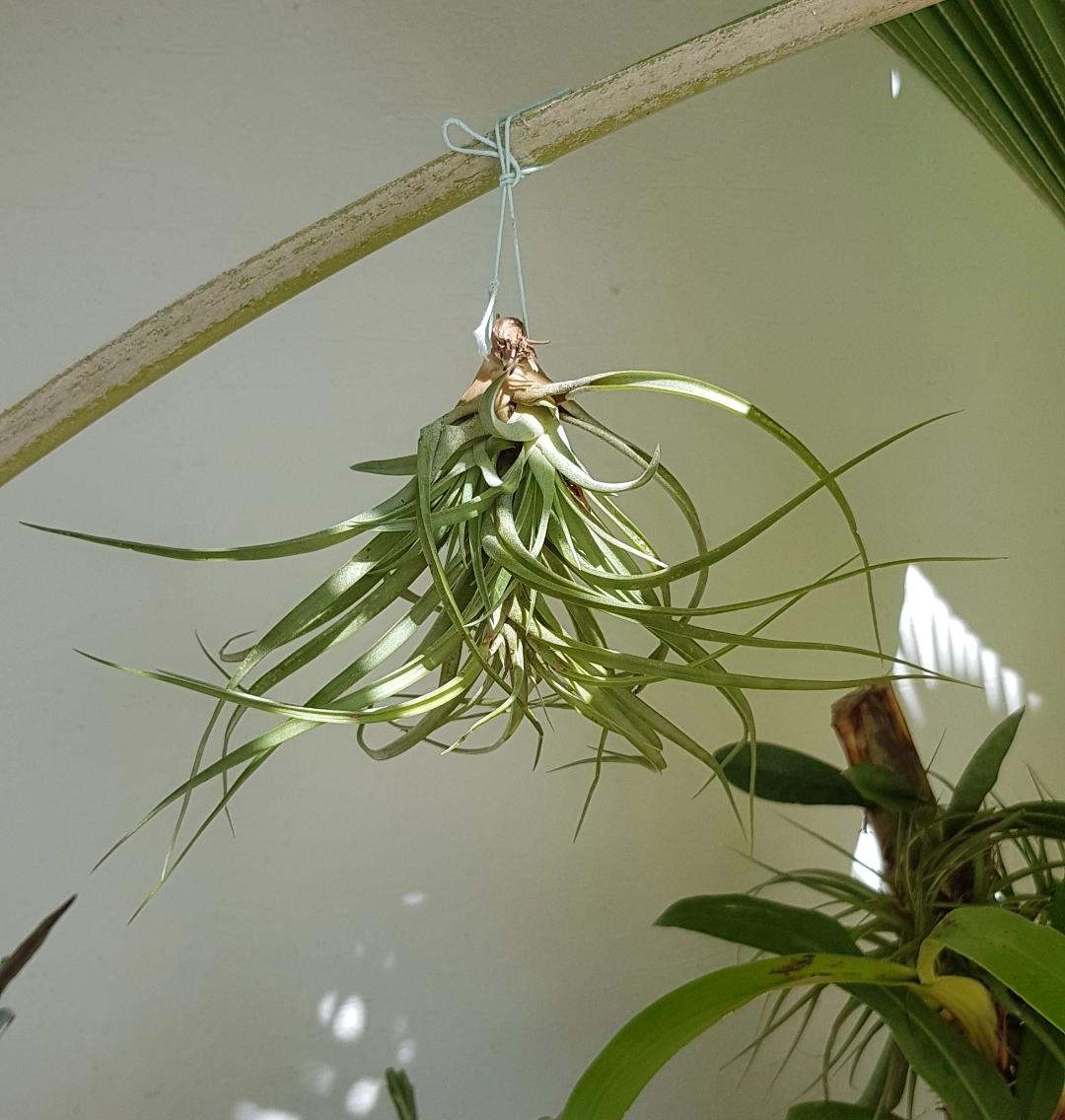 Is it bad that I have my air plant upside down? r/airplants