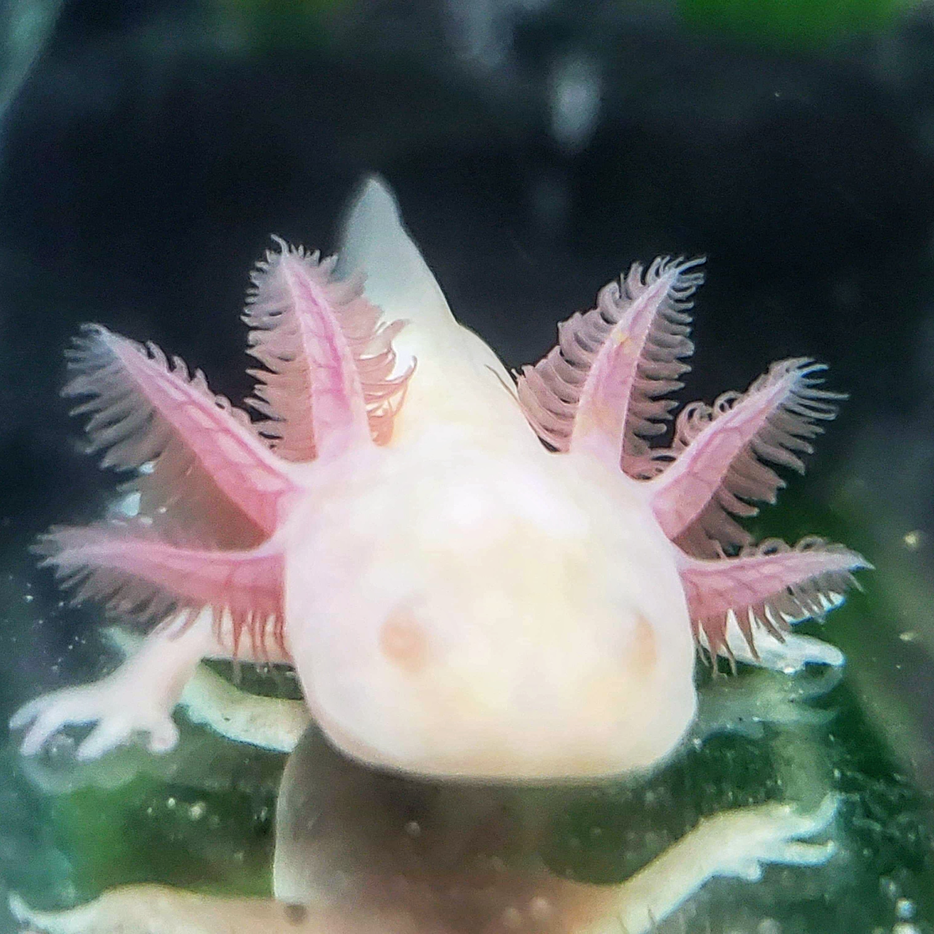 Albino Axolotl