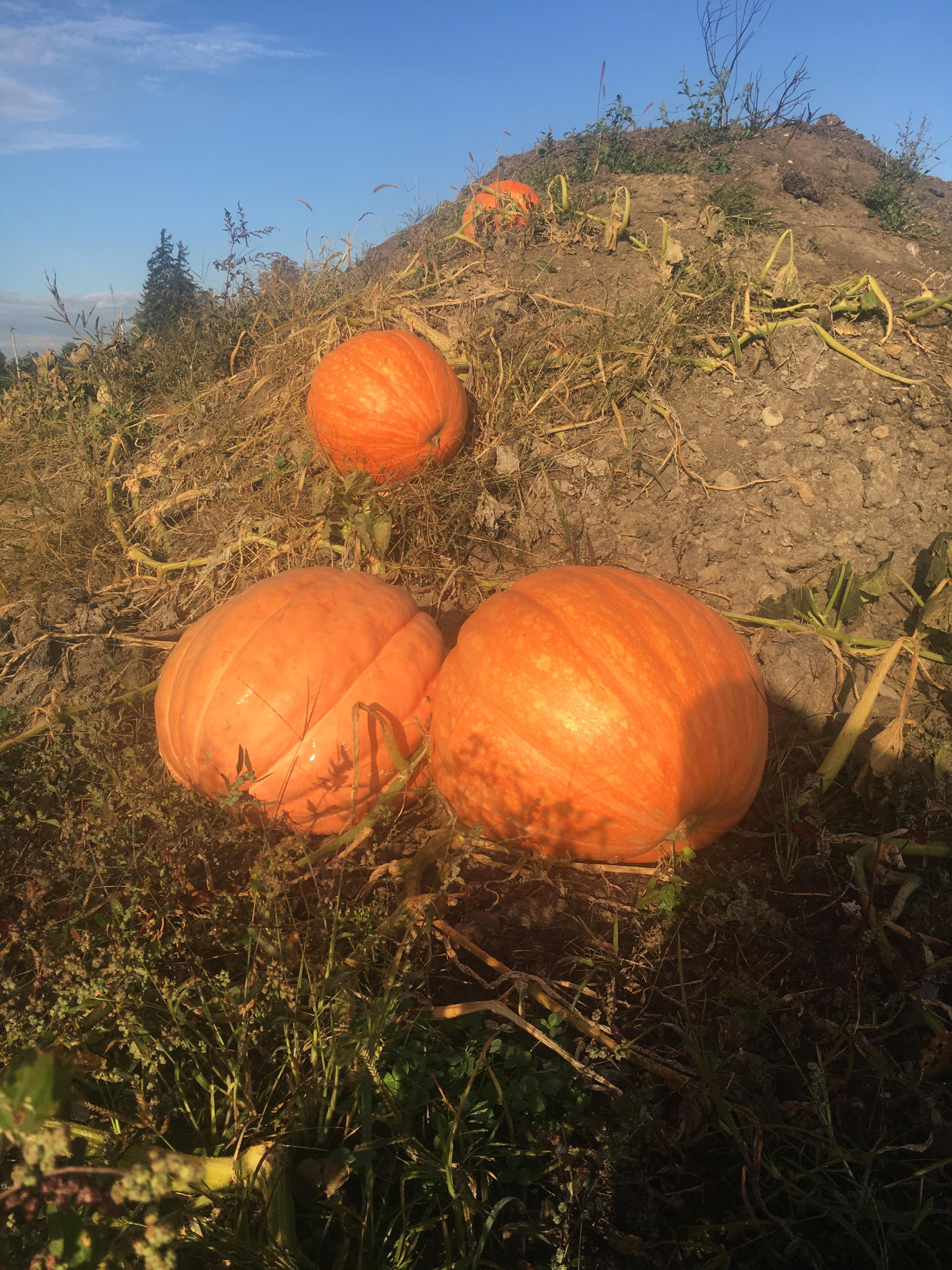 The giant pumpkins growing out of our manure pile! 🎃 r/AbsoluteUnits