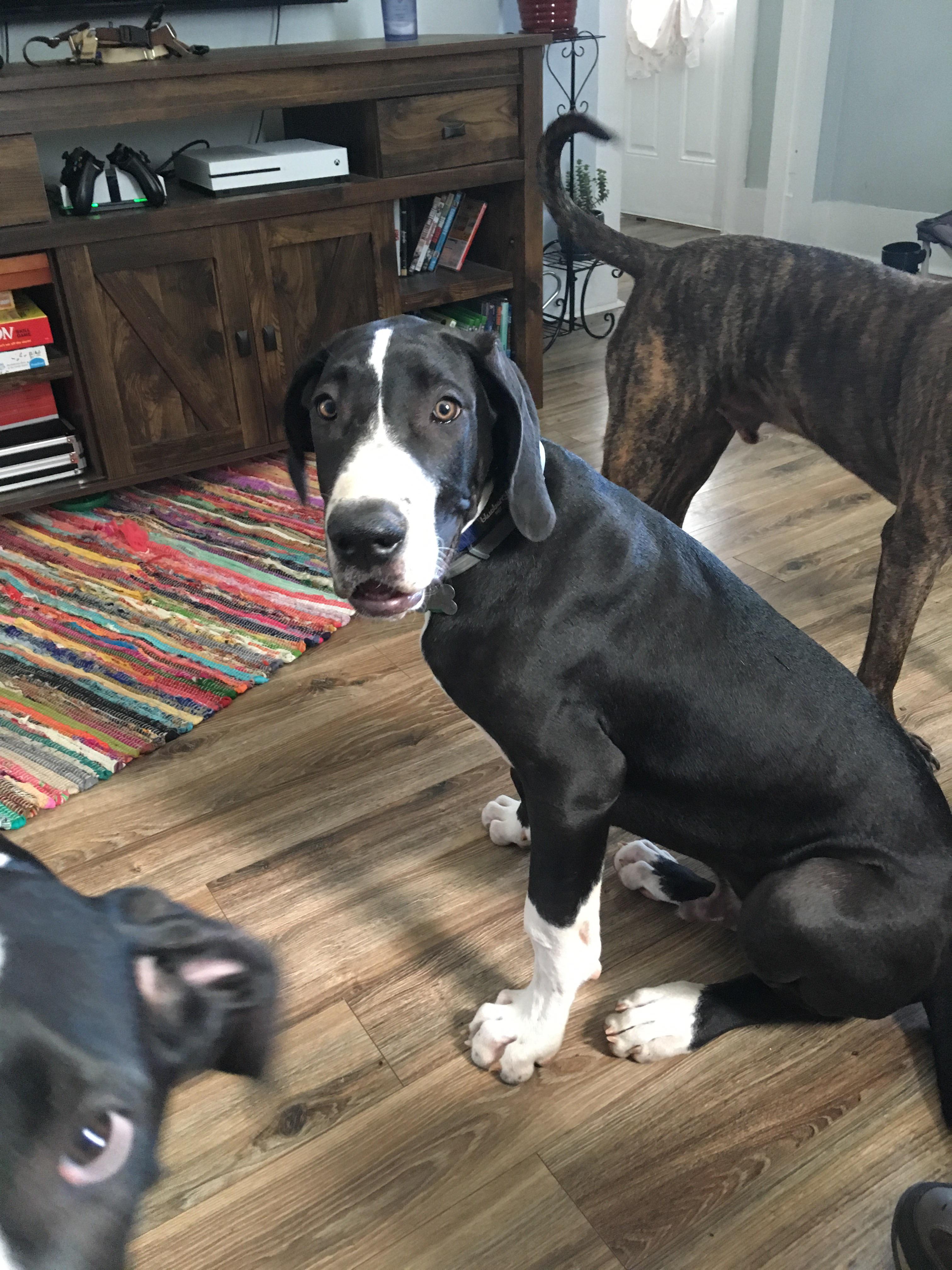 Teddy, 4 month old Great Dane pup with lots of feelings. r/lookatmydog
