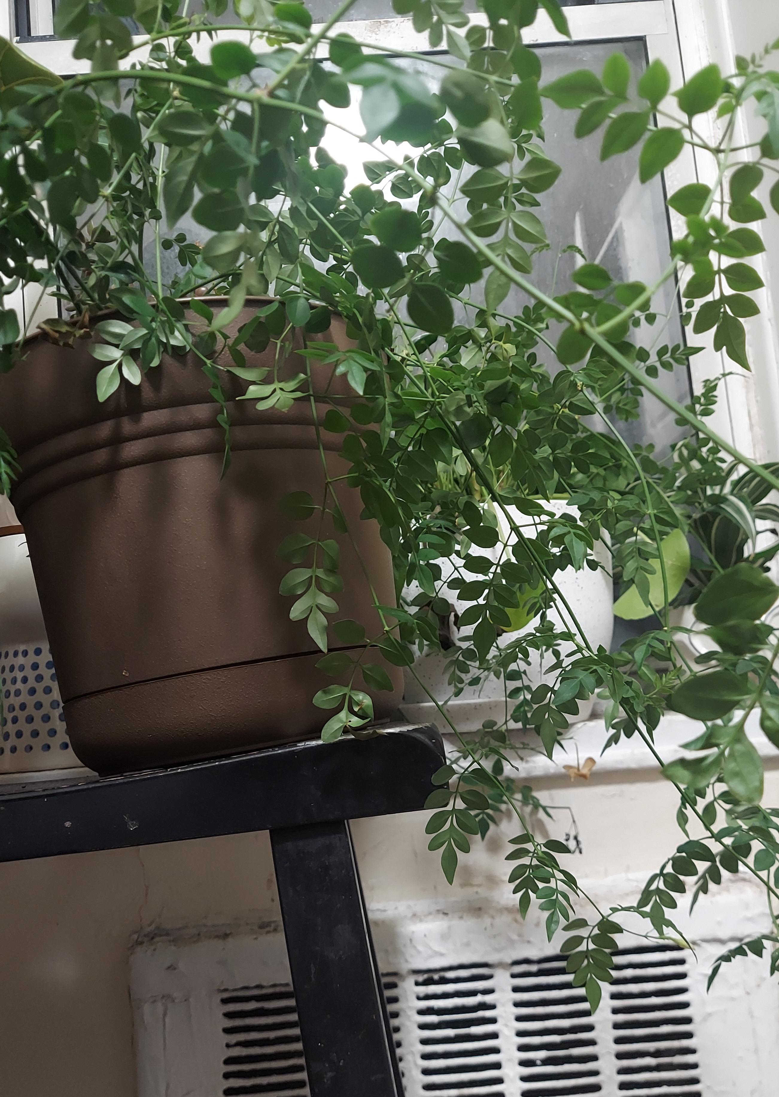 My Jasmine plant refuses to bloom. What can I do to help? r/houseplants