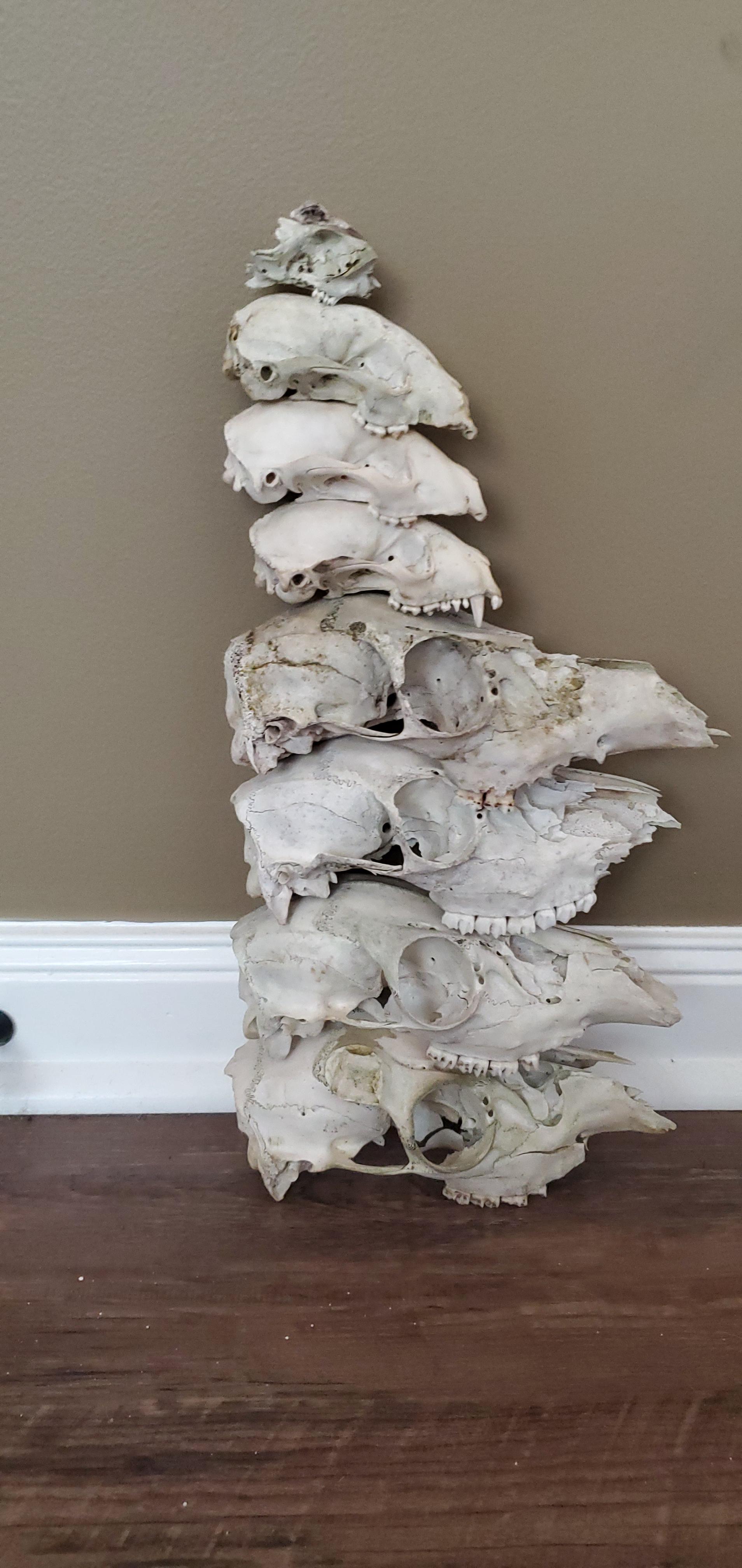 Skull stack : r/bonecollecting