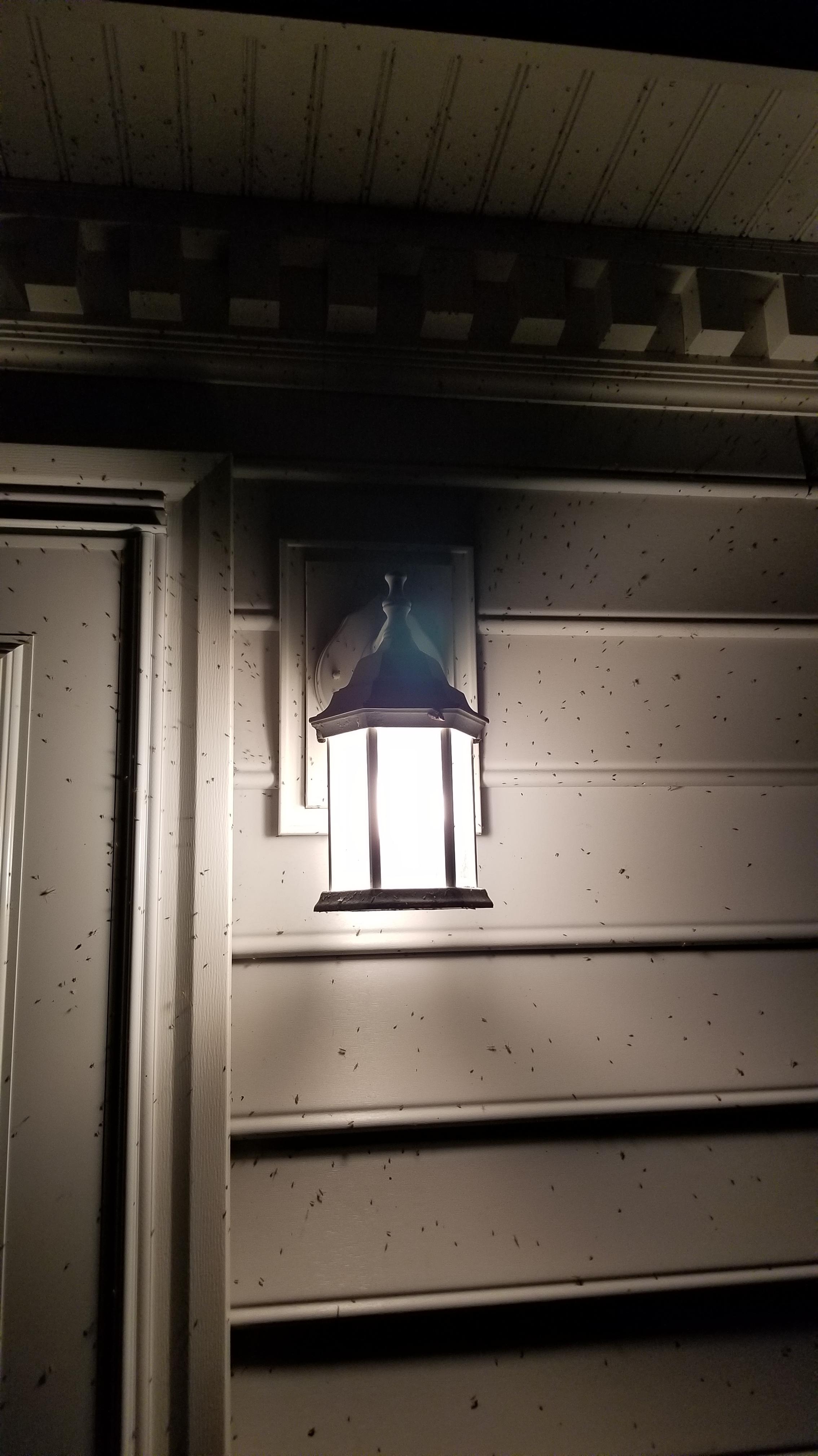 The amount of bugs around my porch light. r/mildlyinteresting