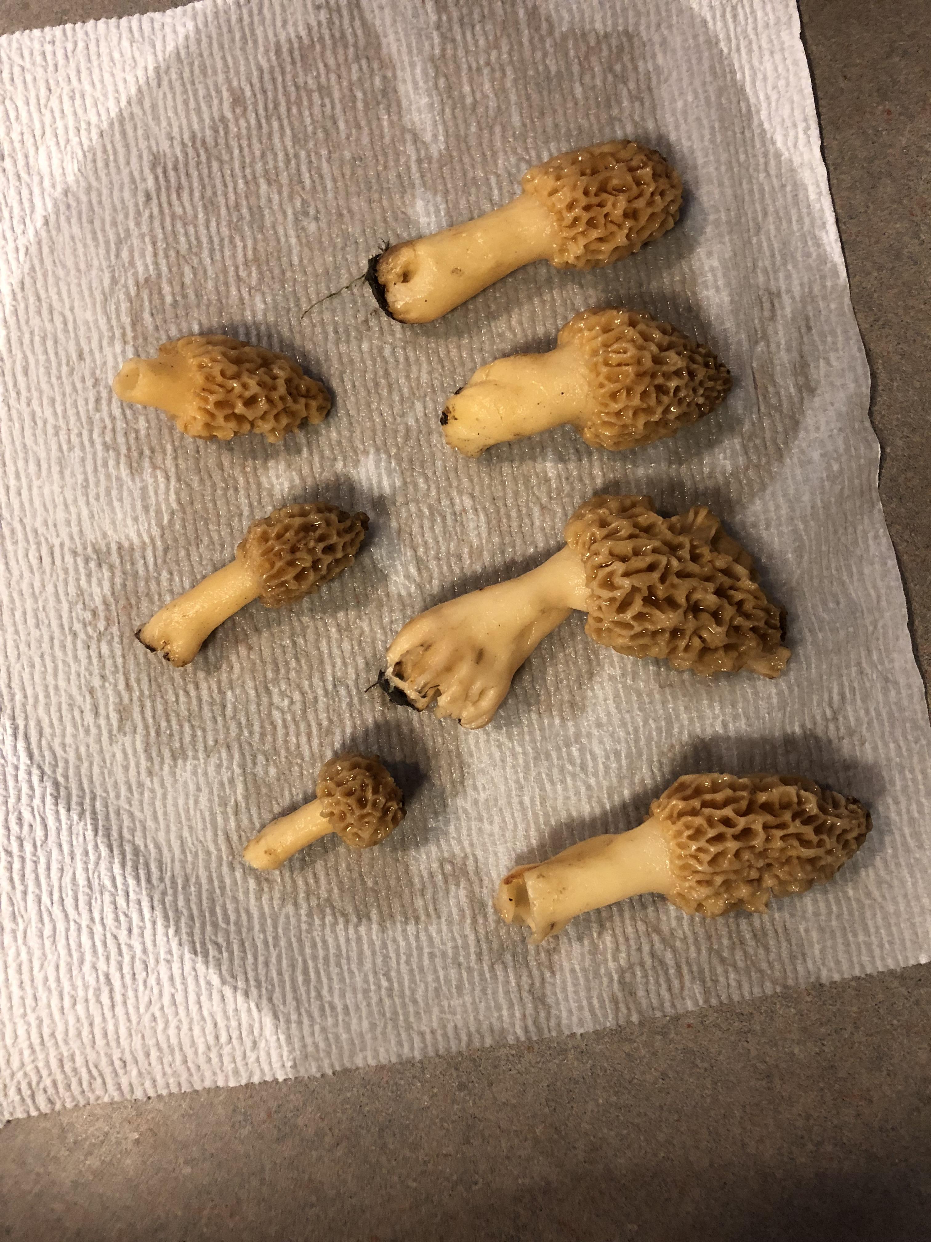 Found these today r/Morel_Hunting