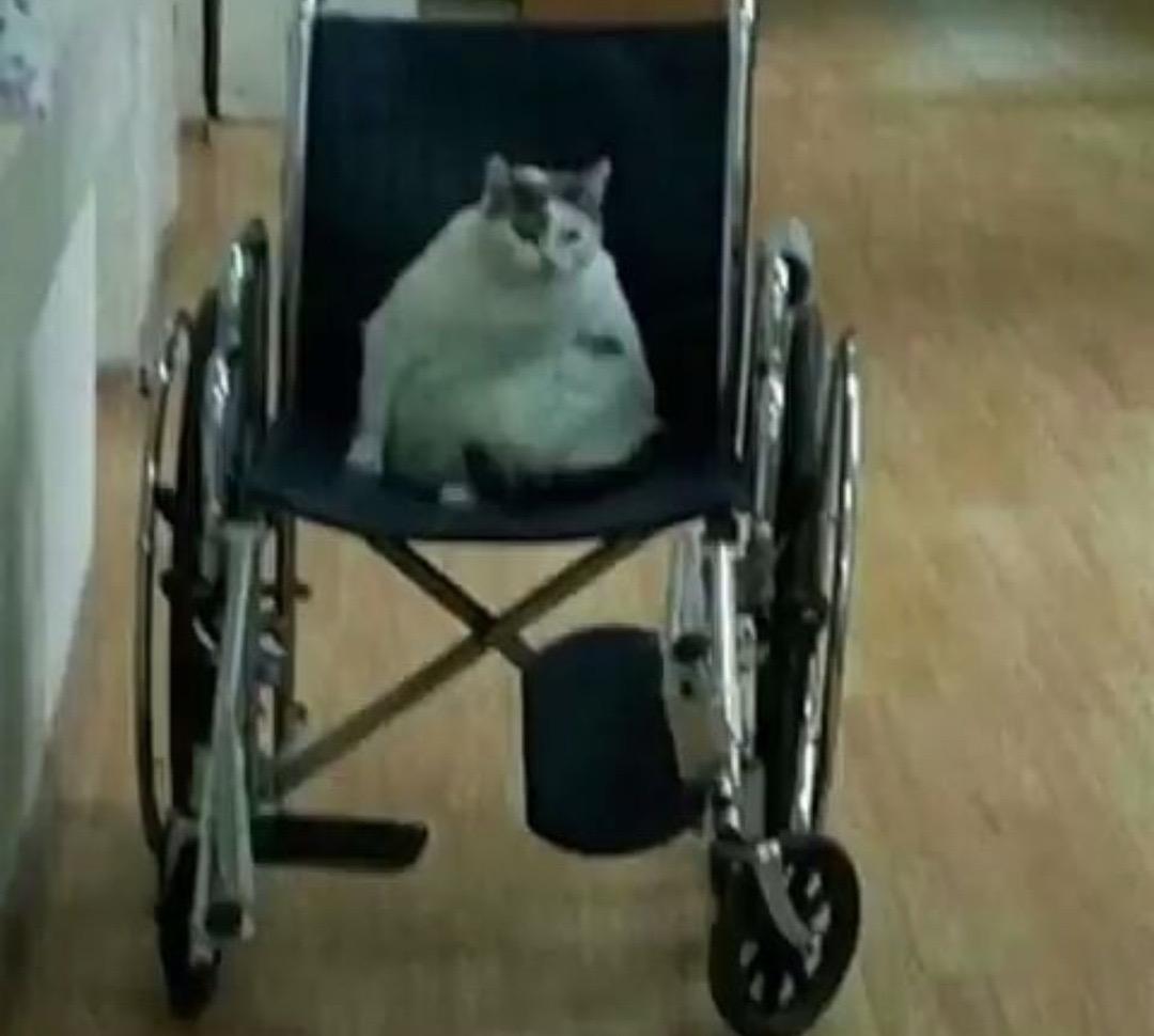 Is this Pyros wheelchair cat? pyrocynical