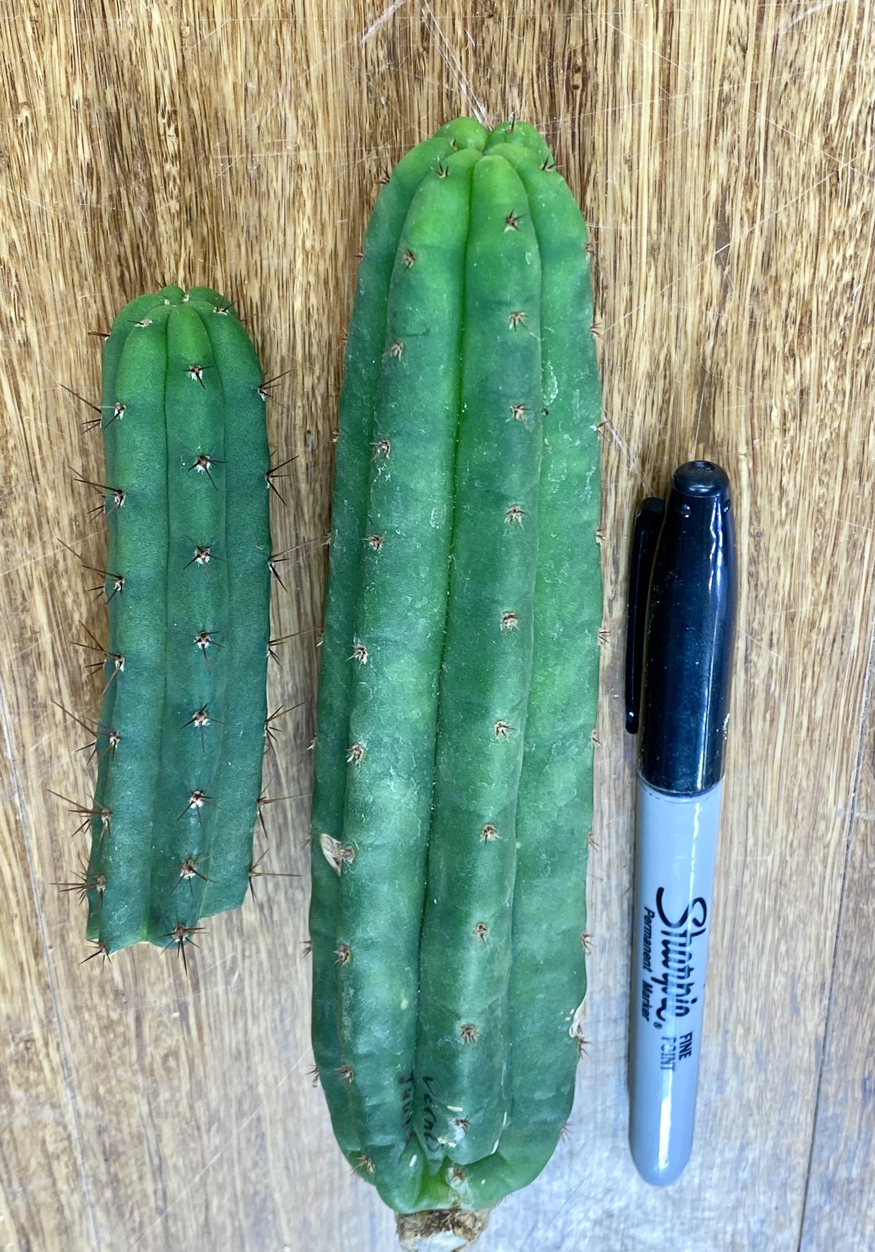 SS02 and Verne’s Juuls 42 Shipped r/sanpedrocactusforsale