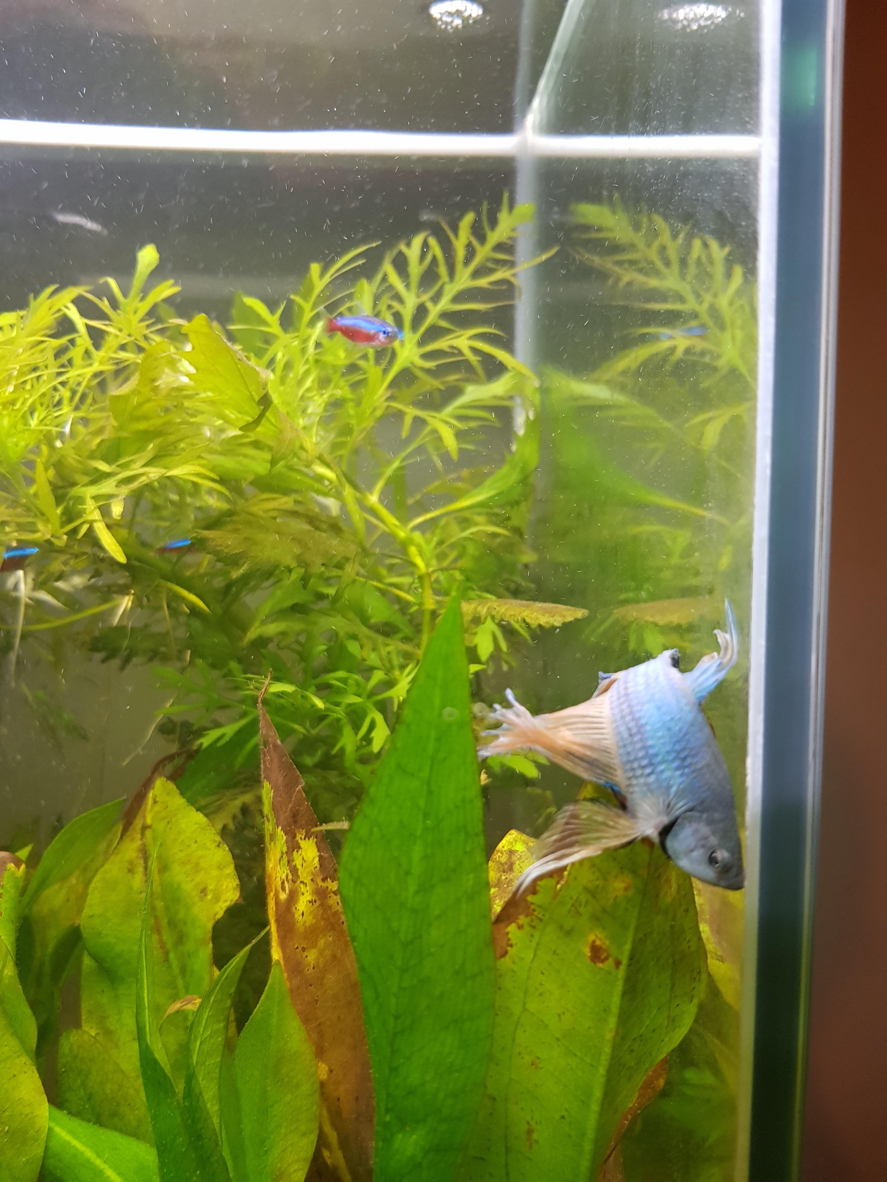 Betta Fish At Bottom Of Tank Betta Sitting At Bottom Of