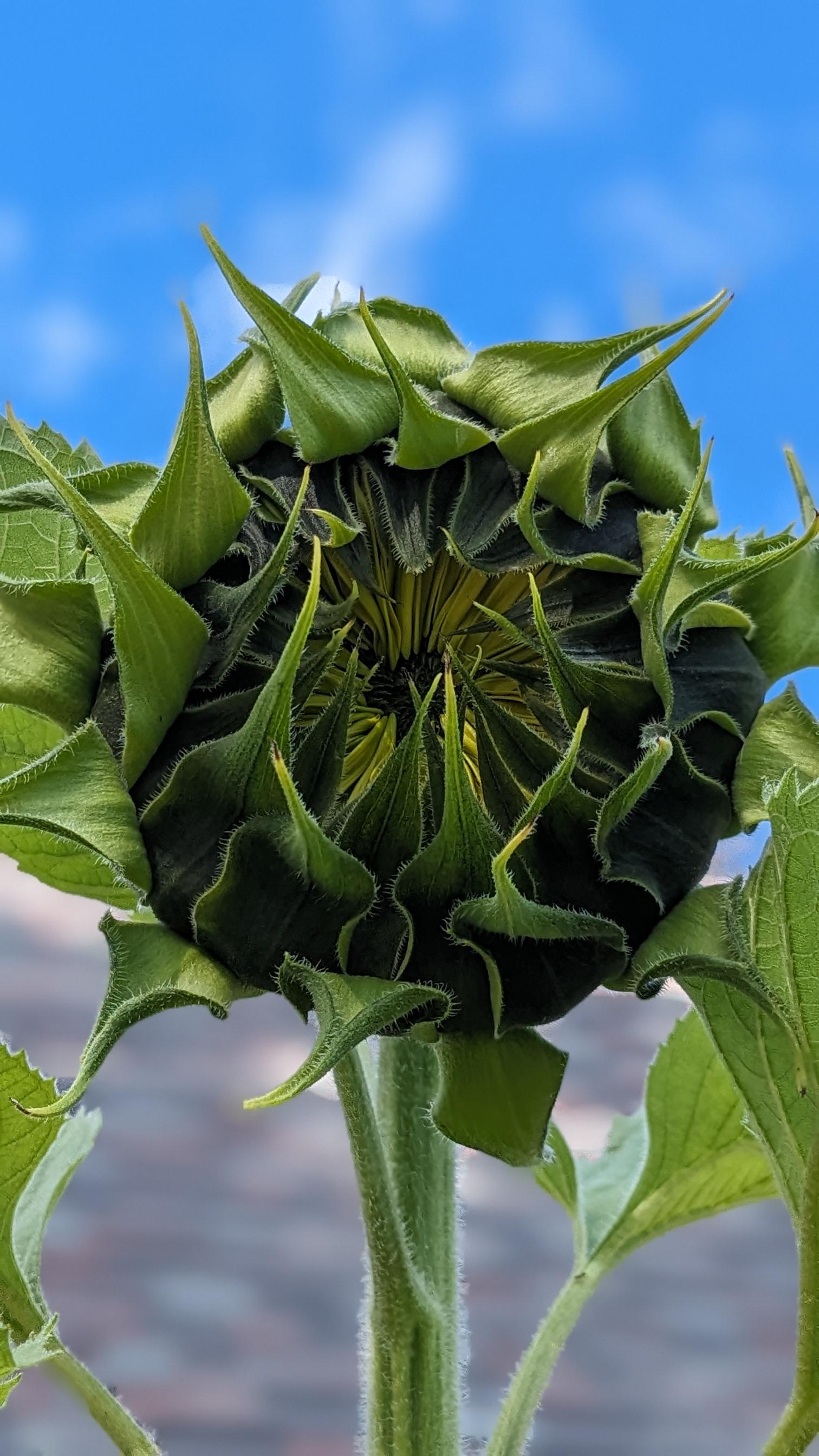 I love taking photos of flowers right before they bloom. Mammoth sunflower should be open today