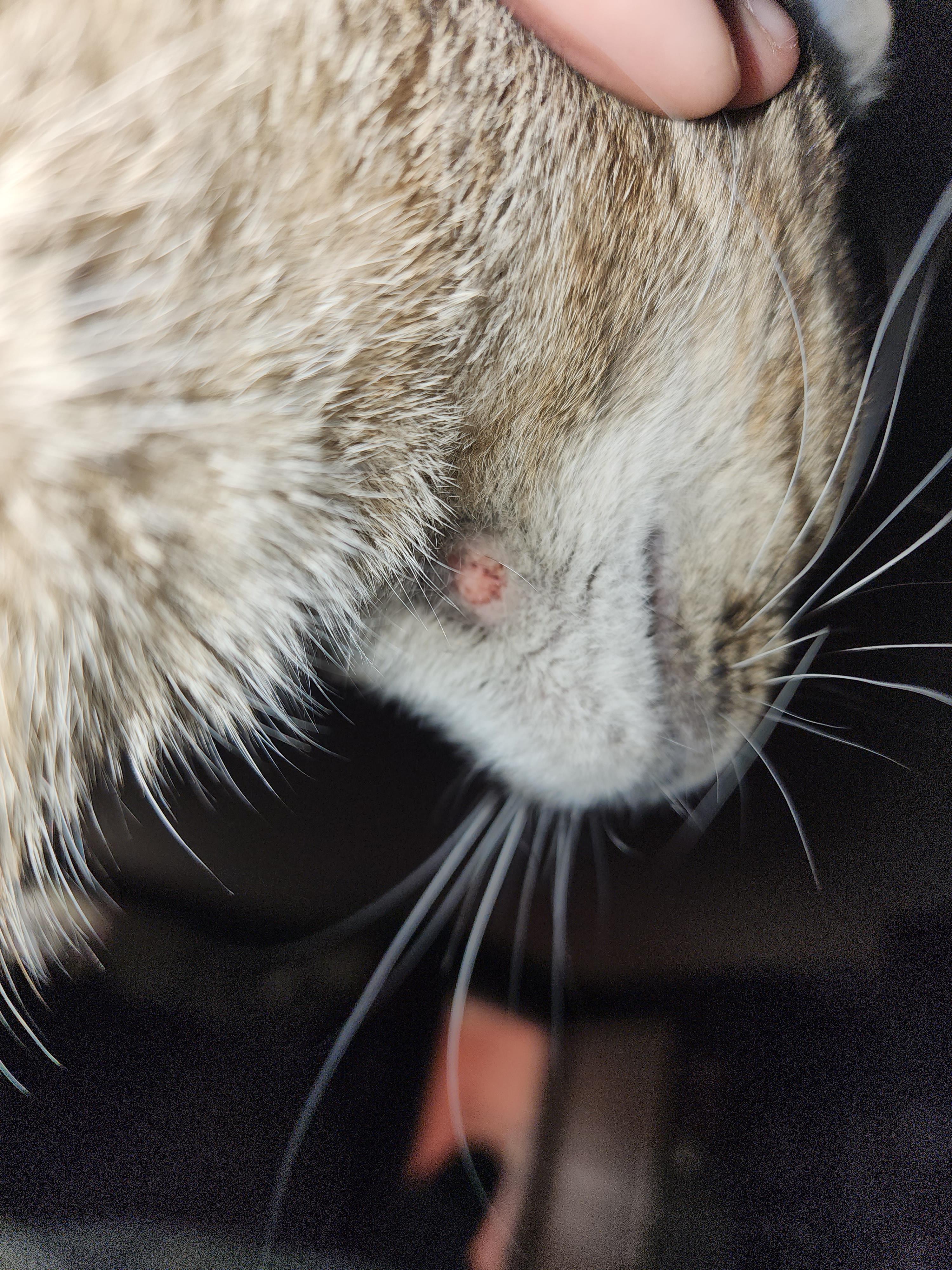 Scab/rash under cat's chin r/vet