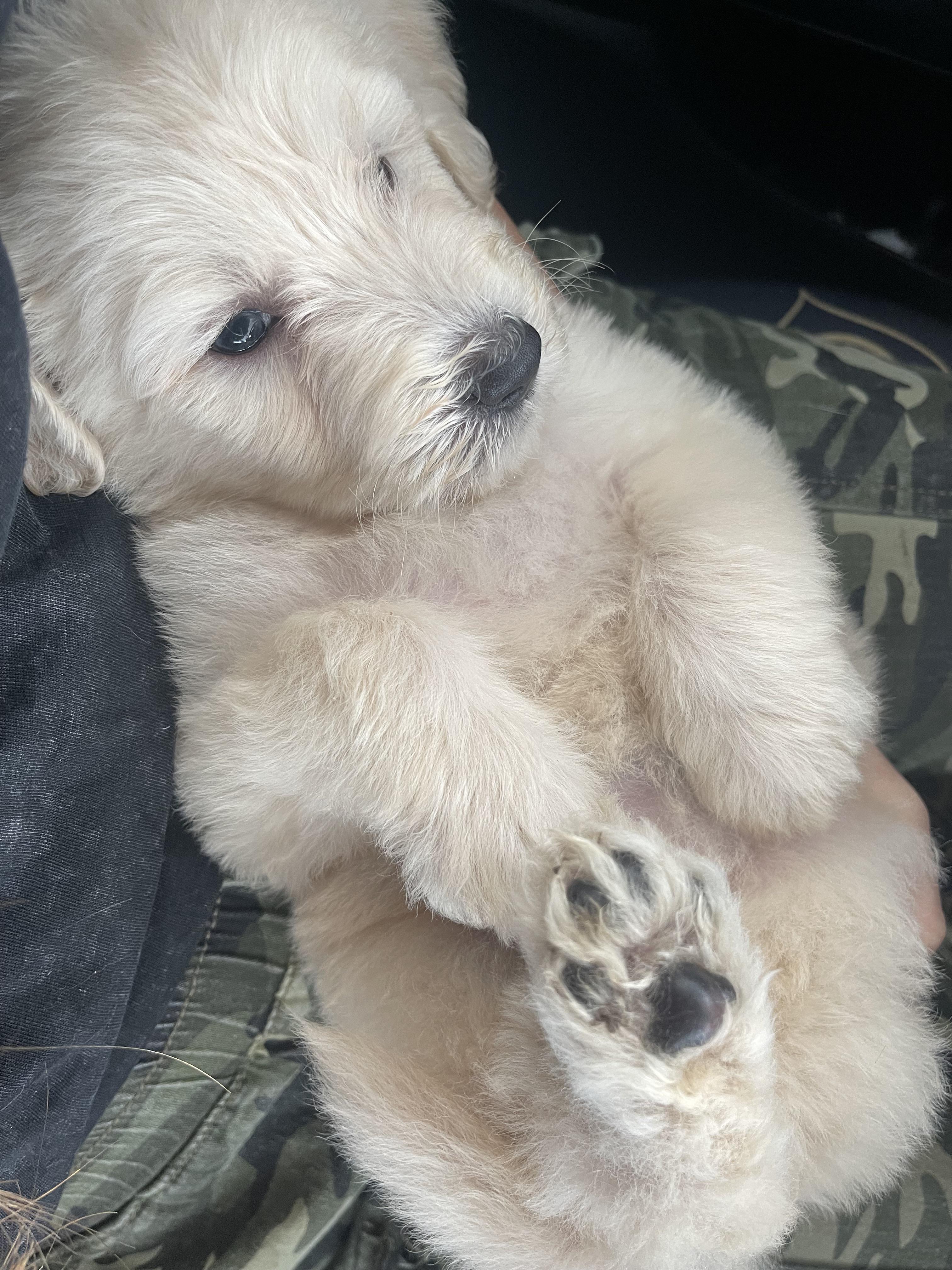 New puppy! Am I correct in saying he’s a straight fleece coat? (Also