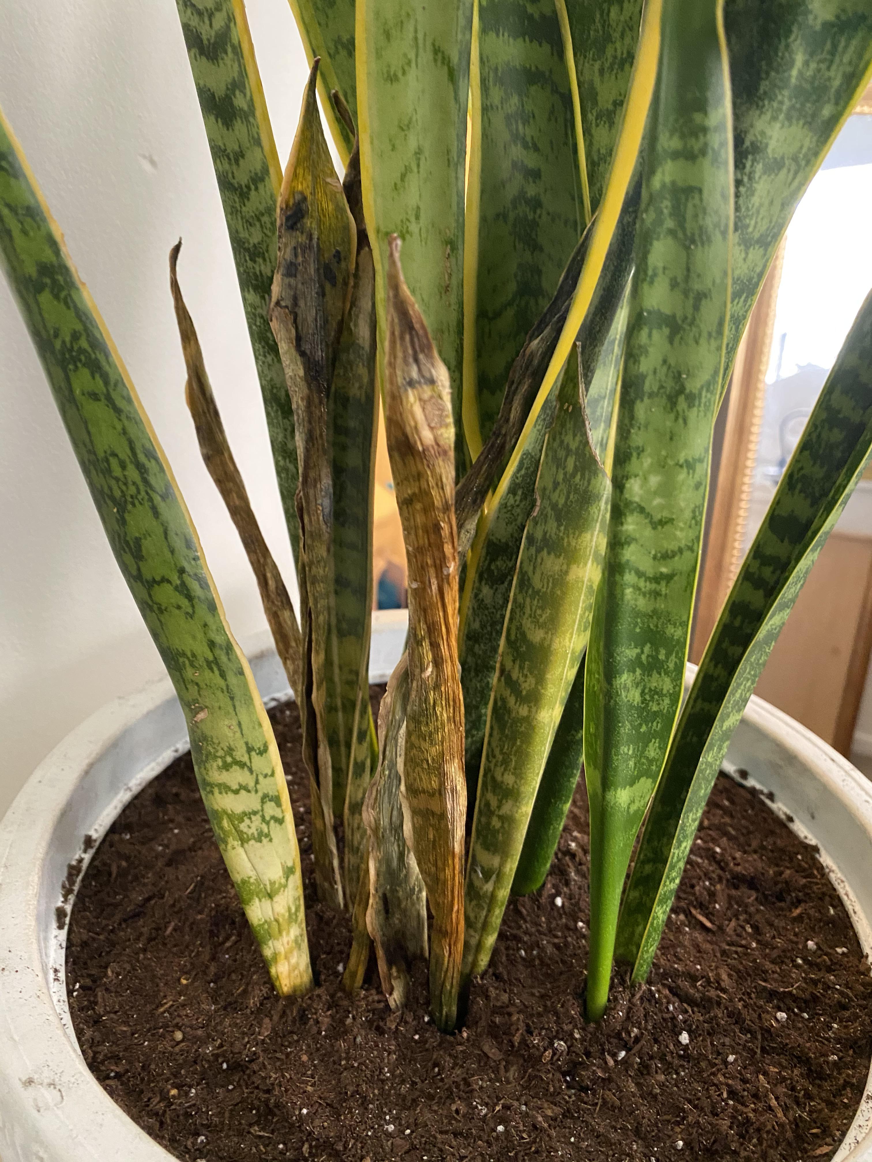 succulent soil too dry