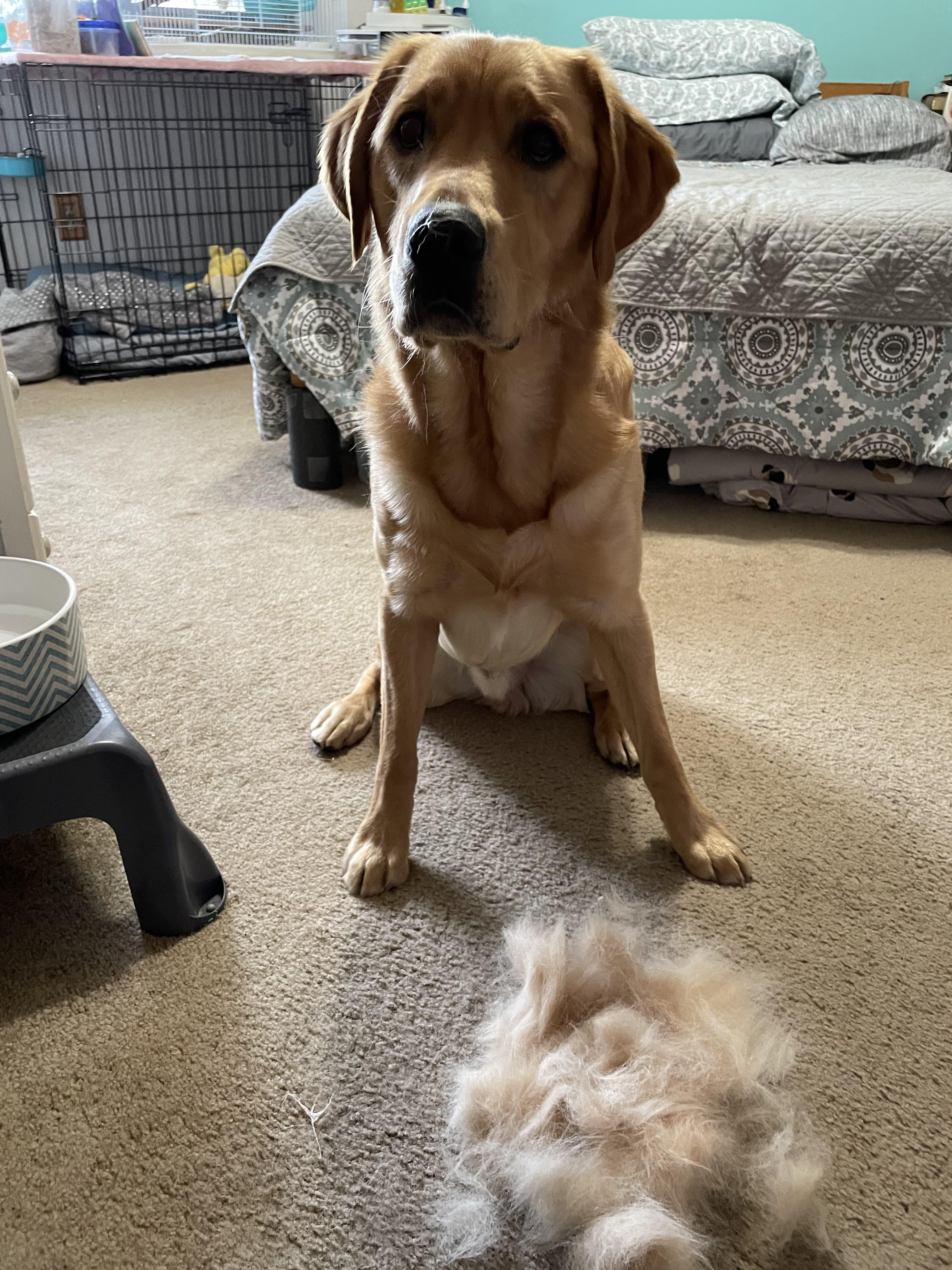 I think have enough to make dog hair yarn and knit a sweater! Lol r/DOG