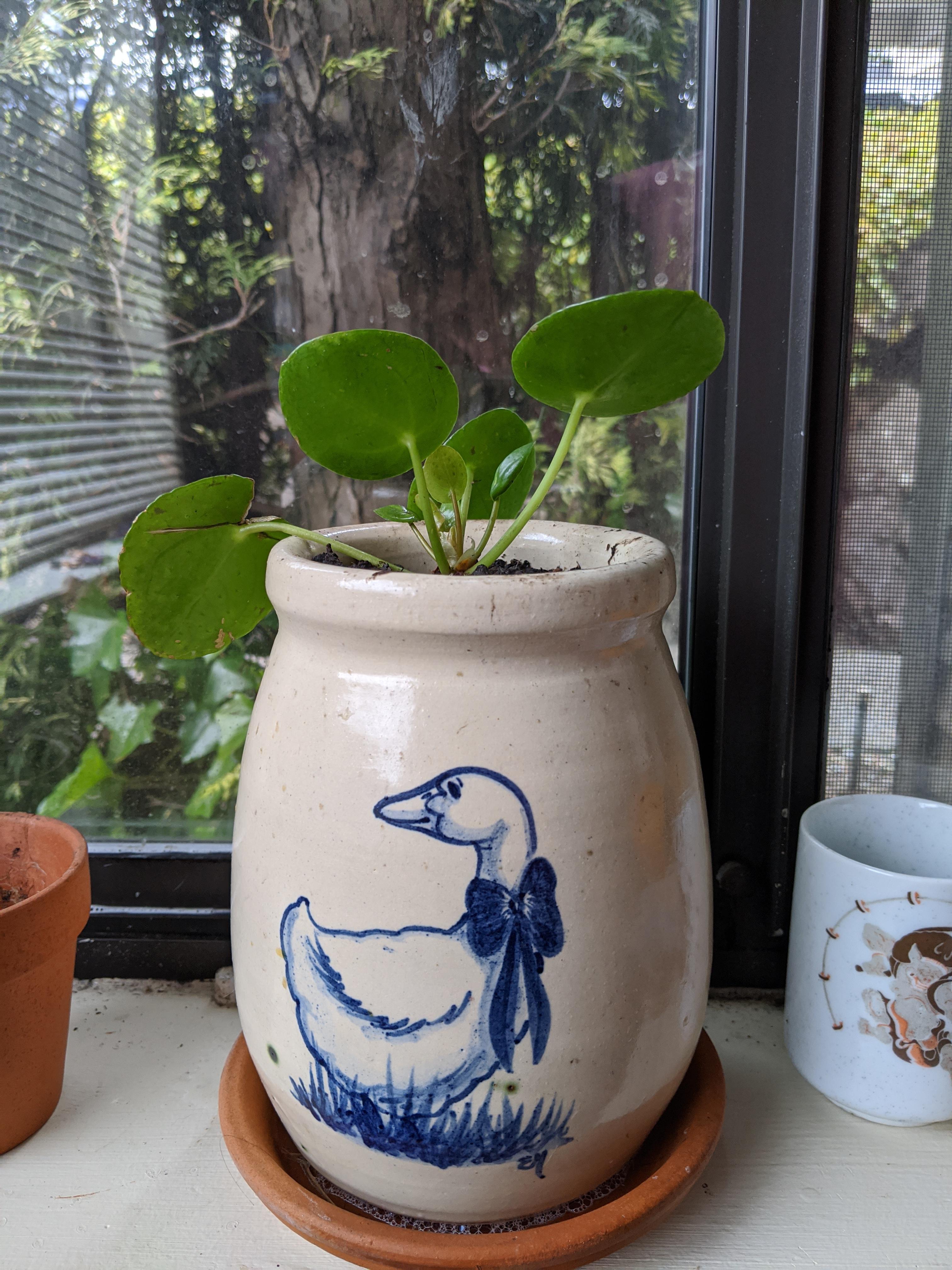 I found the cutest pot for a buck eighty ))) my baby chinese money