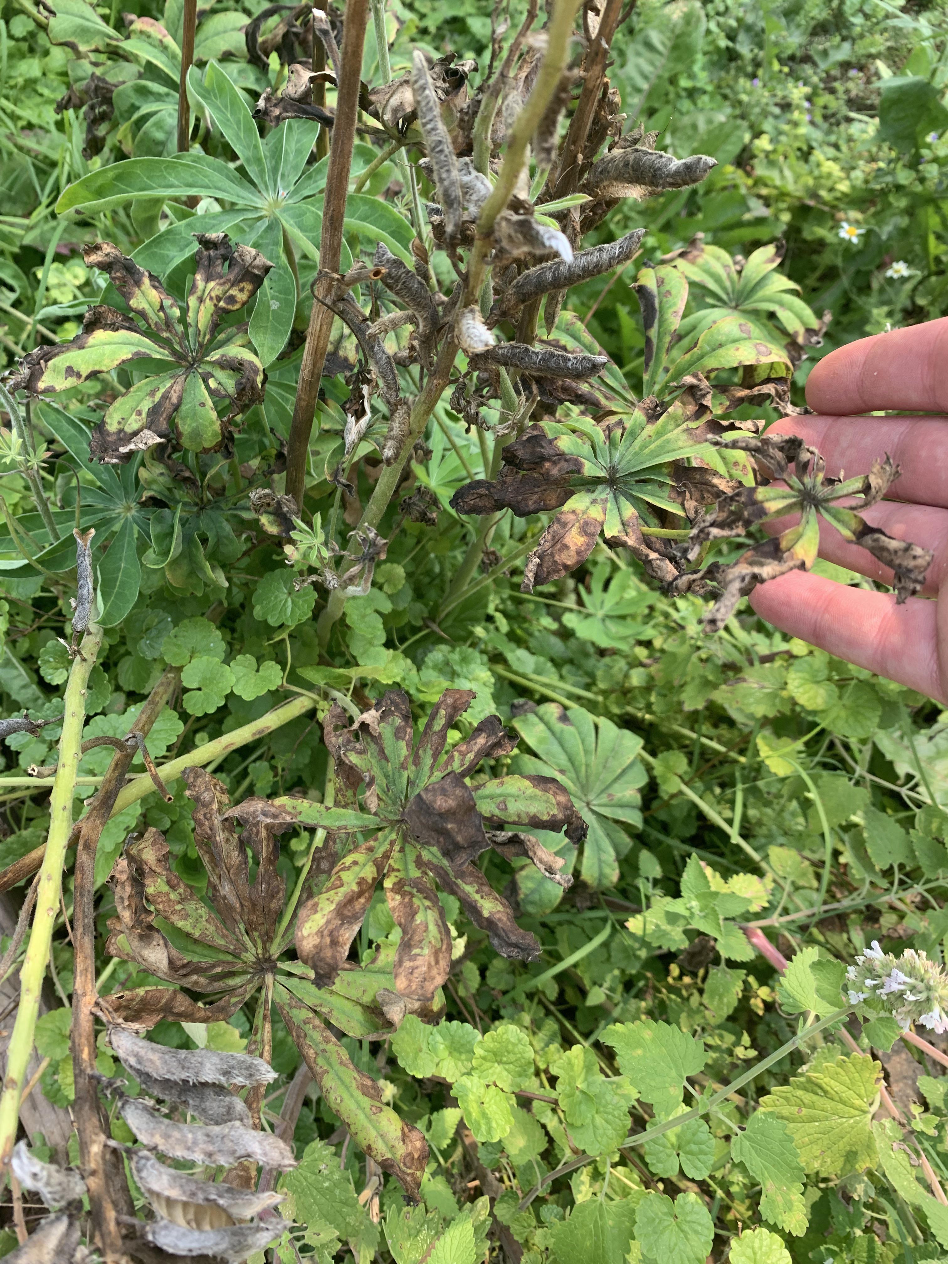 Is my lupine plant sick or is it just dying since its already flowered